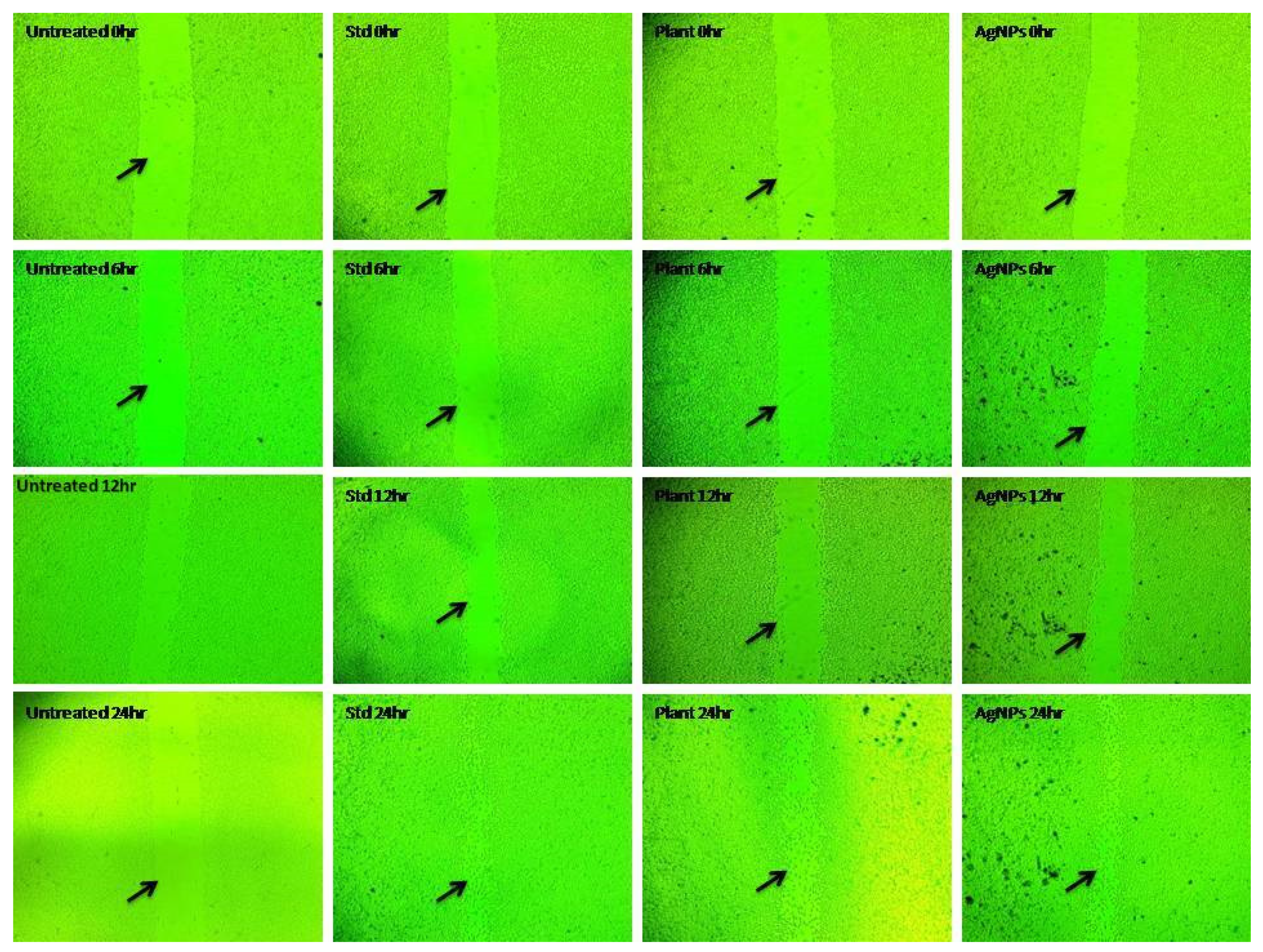 Molecules 27 06306 g012 Molecules 27 06306 g012