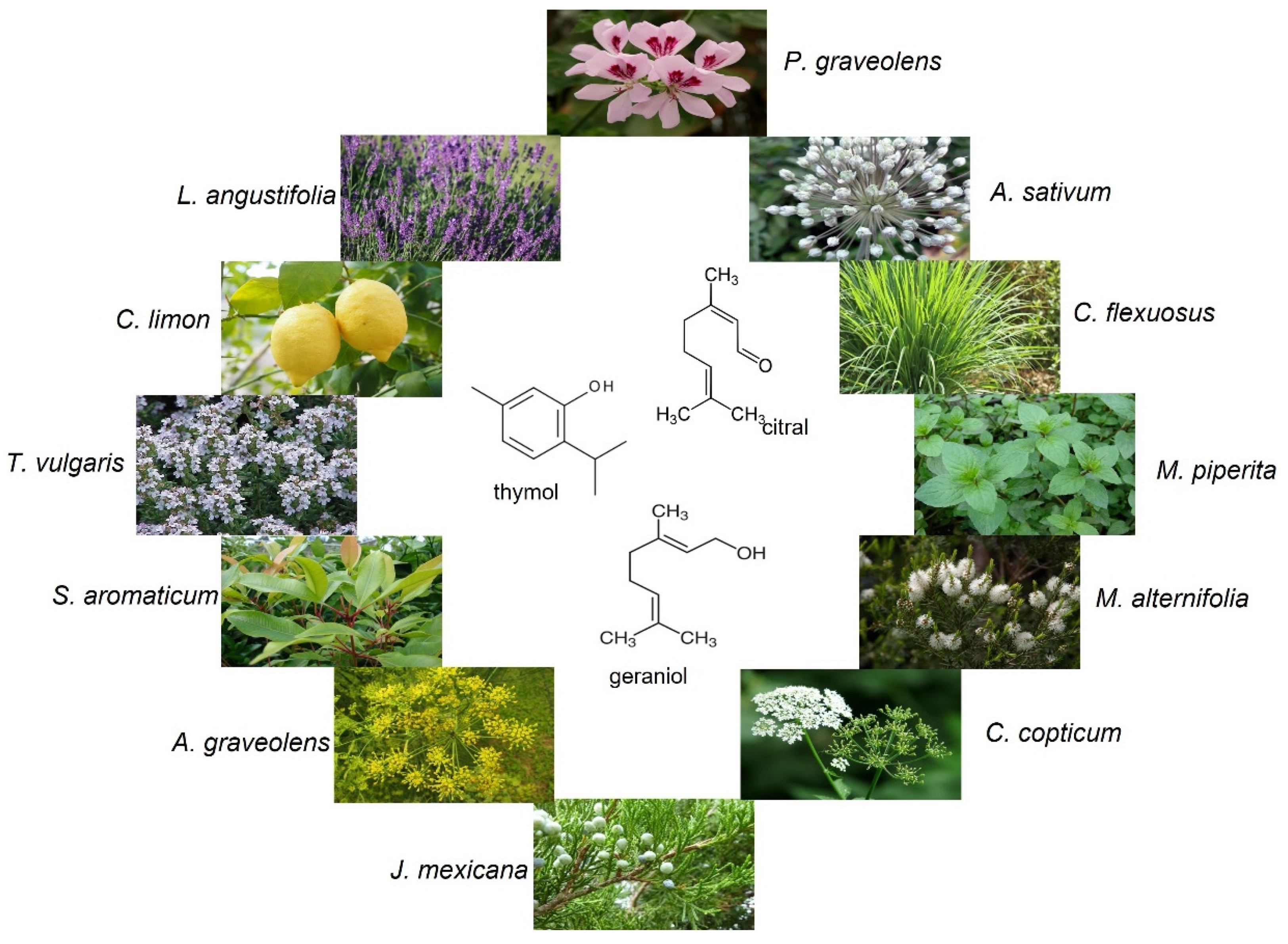 Molecules 27 06392 g002