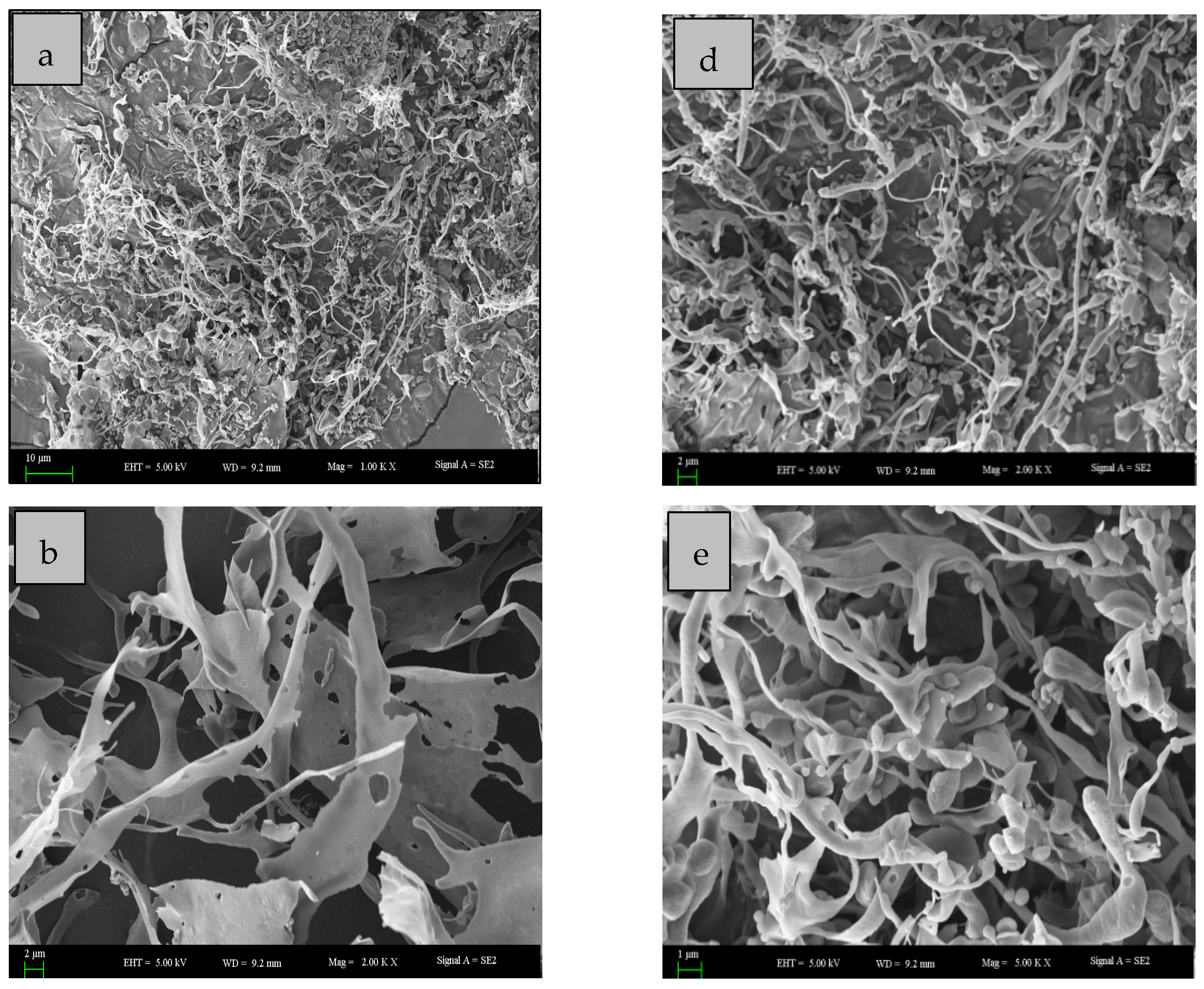 Molecules 27 06415 g005a