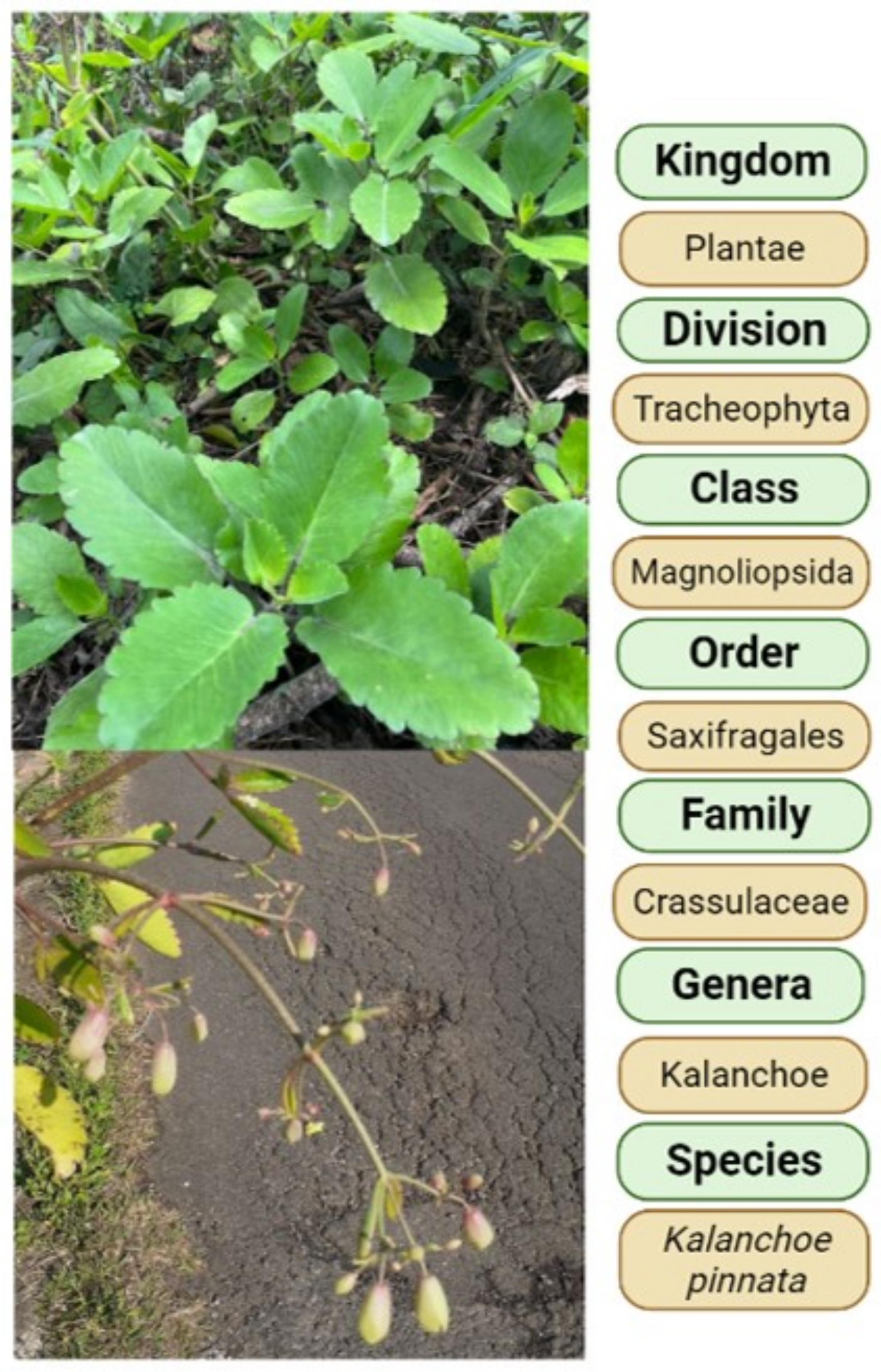Molecules 27 06425 g001