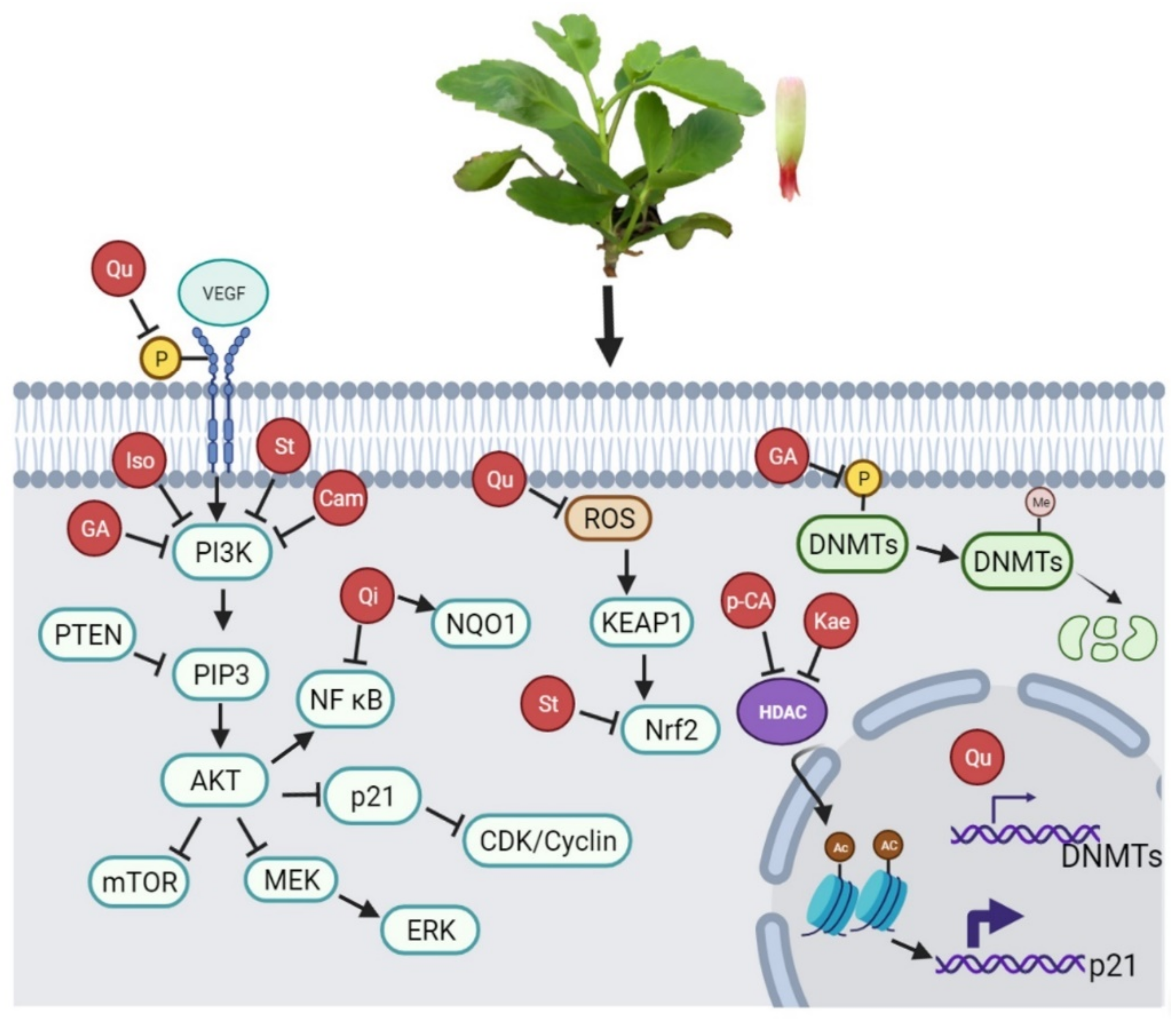 Molecules 27 06425 g004