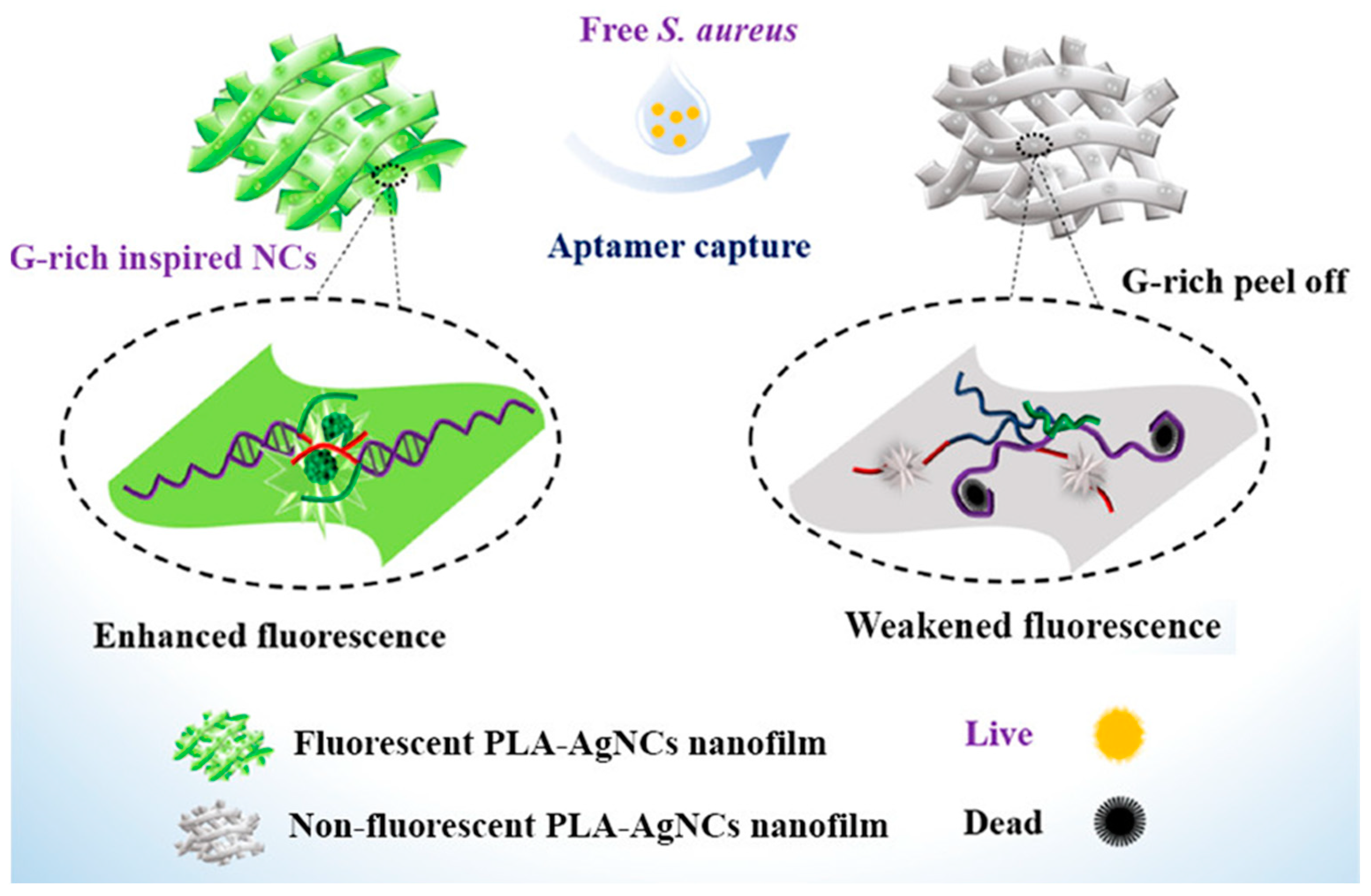 Molecules 27 06440 g015