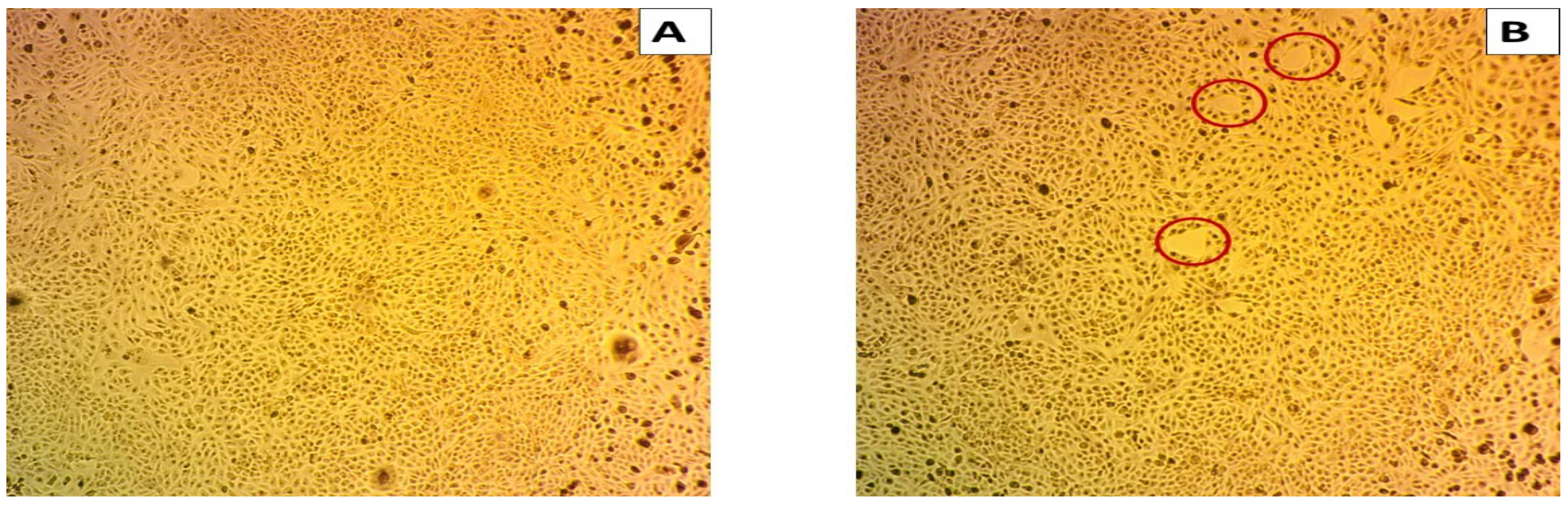 Molecules 27 06456 g010b