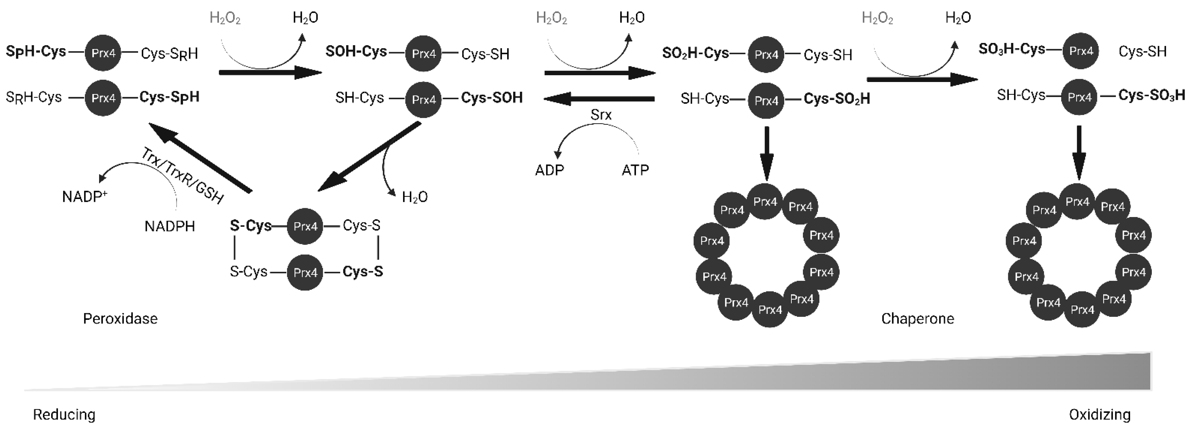 Molecules 27 06513 g003