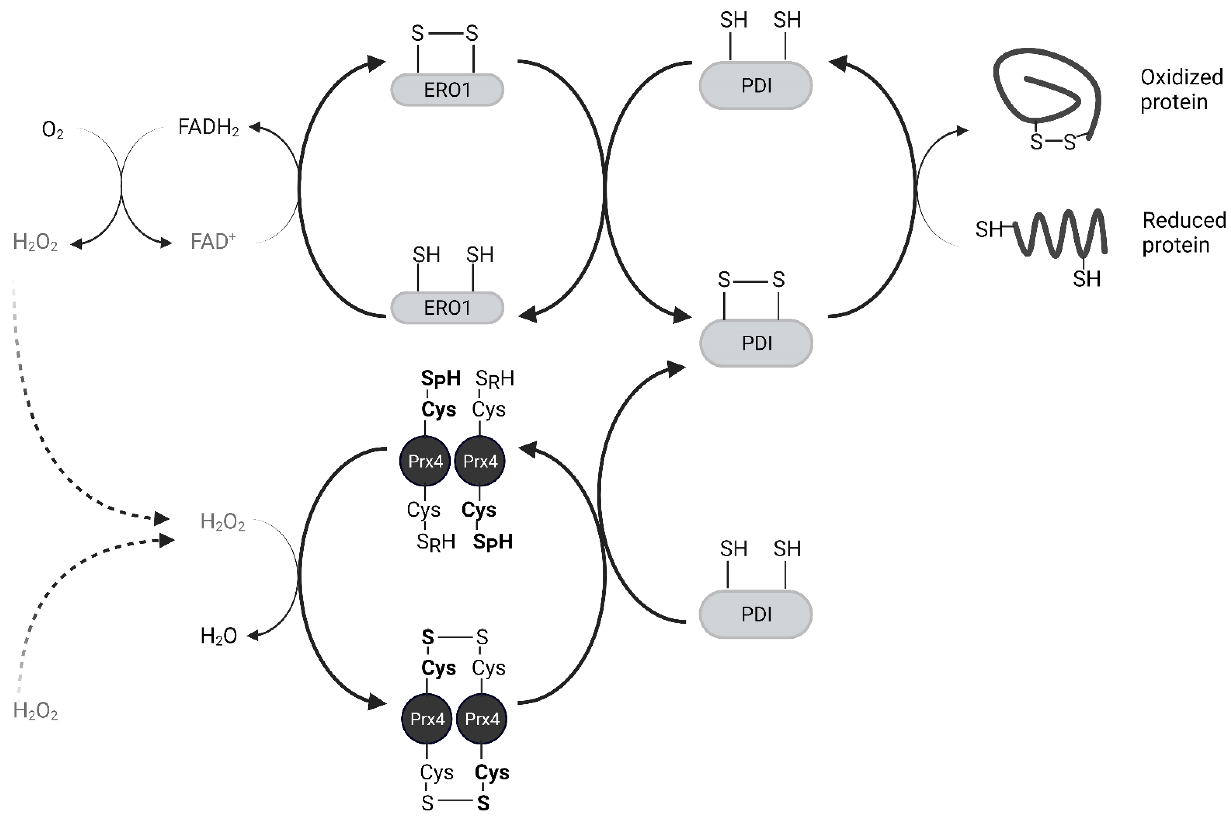 Molecules 27 06513 g004