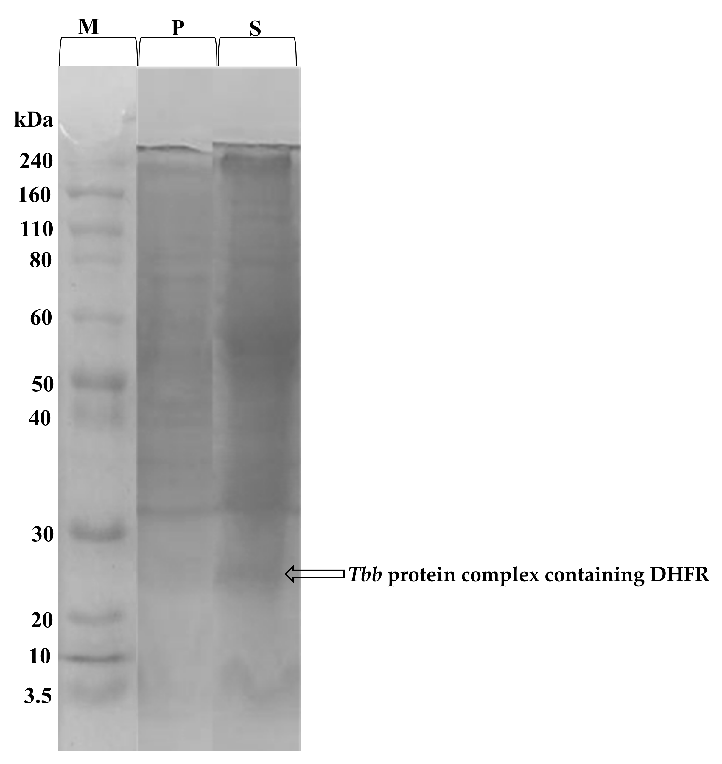 Molecules 27 06574 g005
