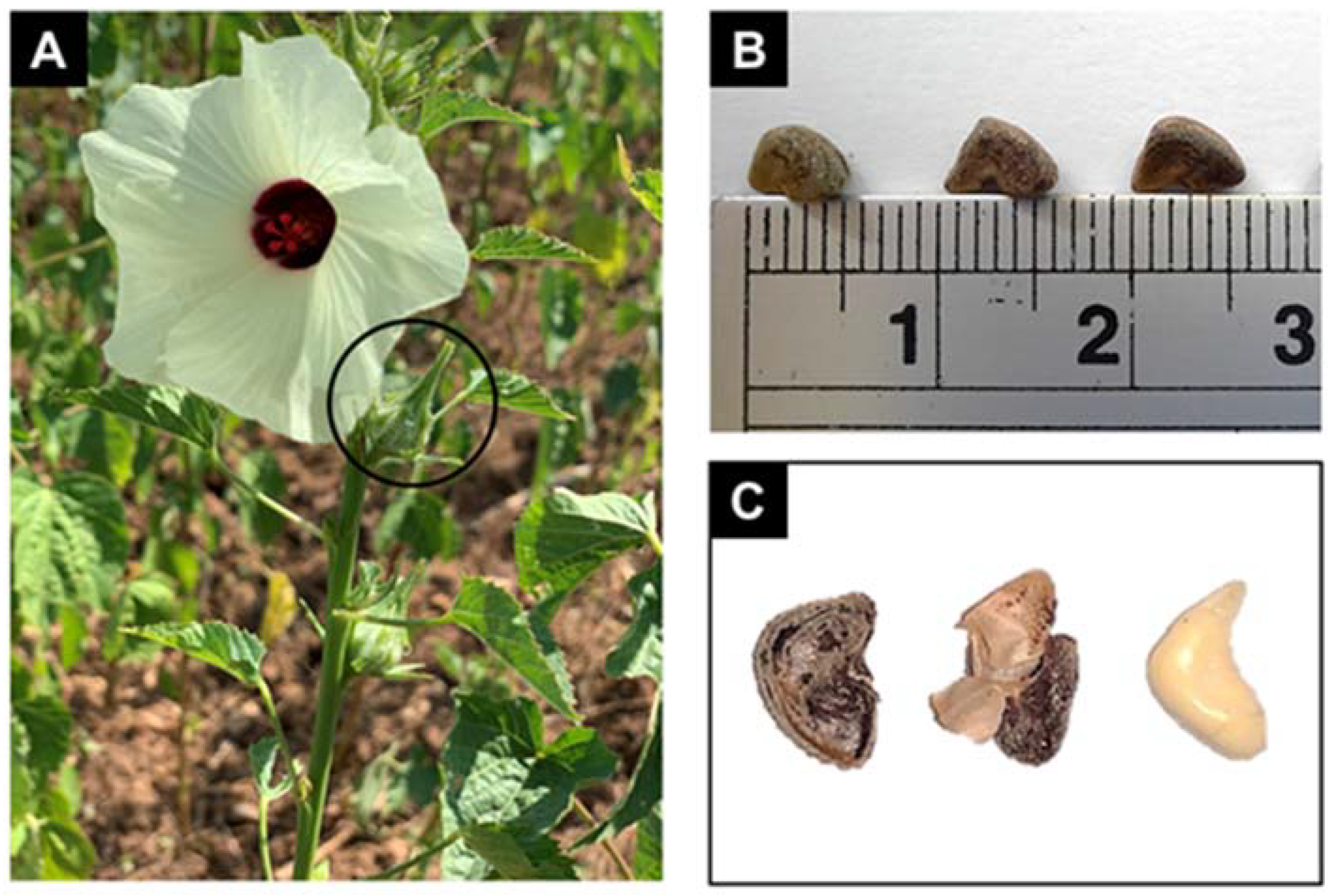 Molecules 27 06813 g005