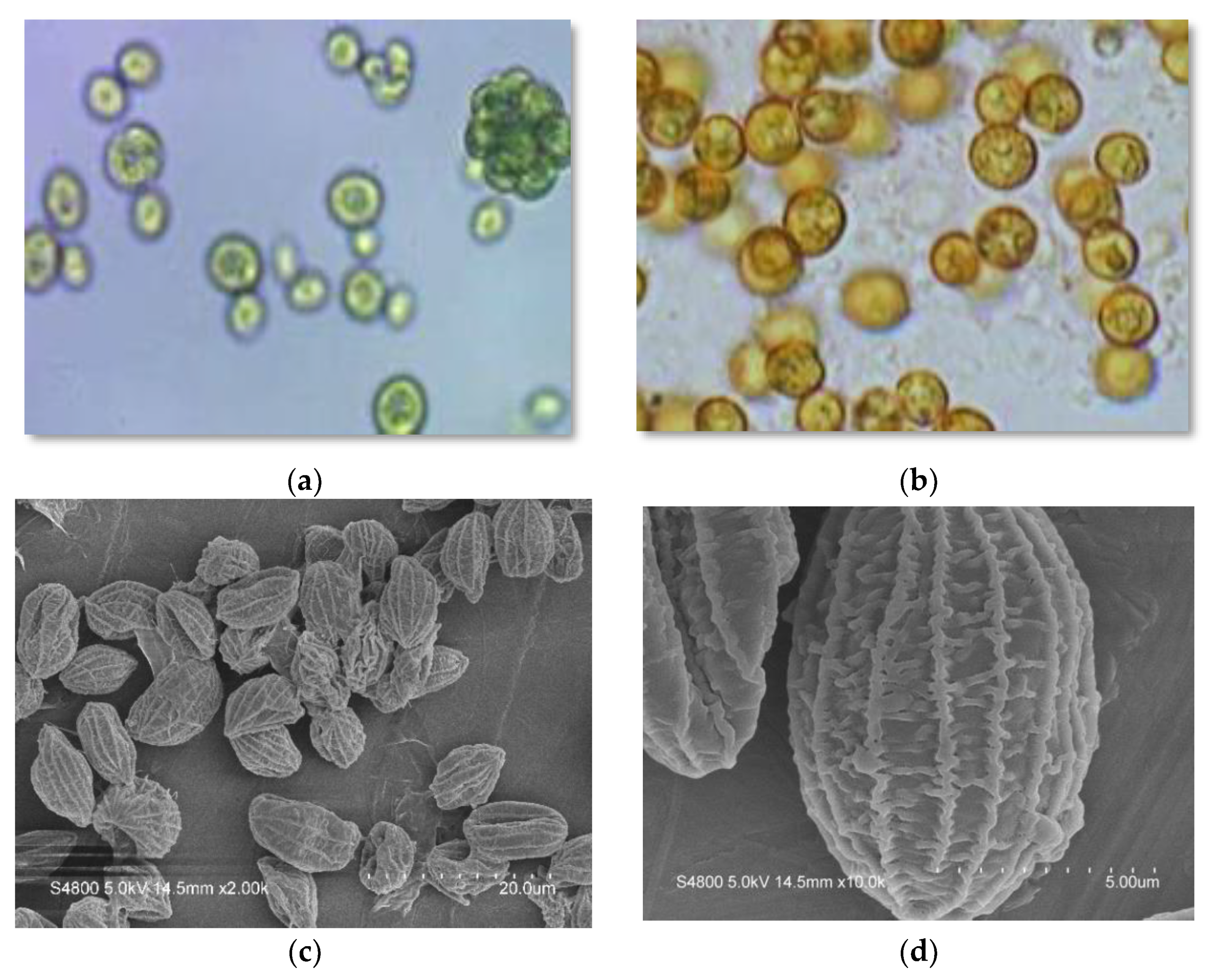 Molecules 27 06950 g001