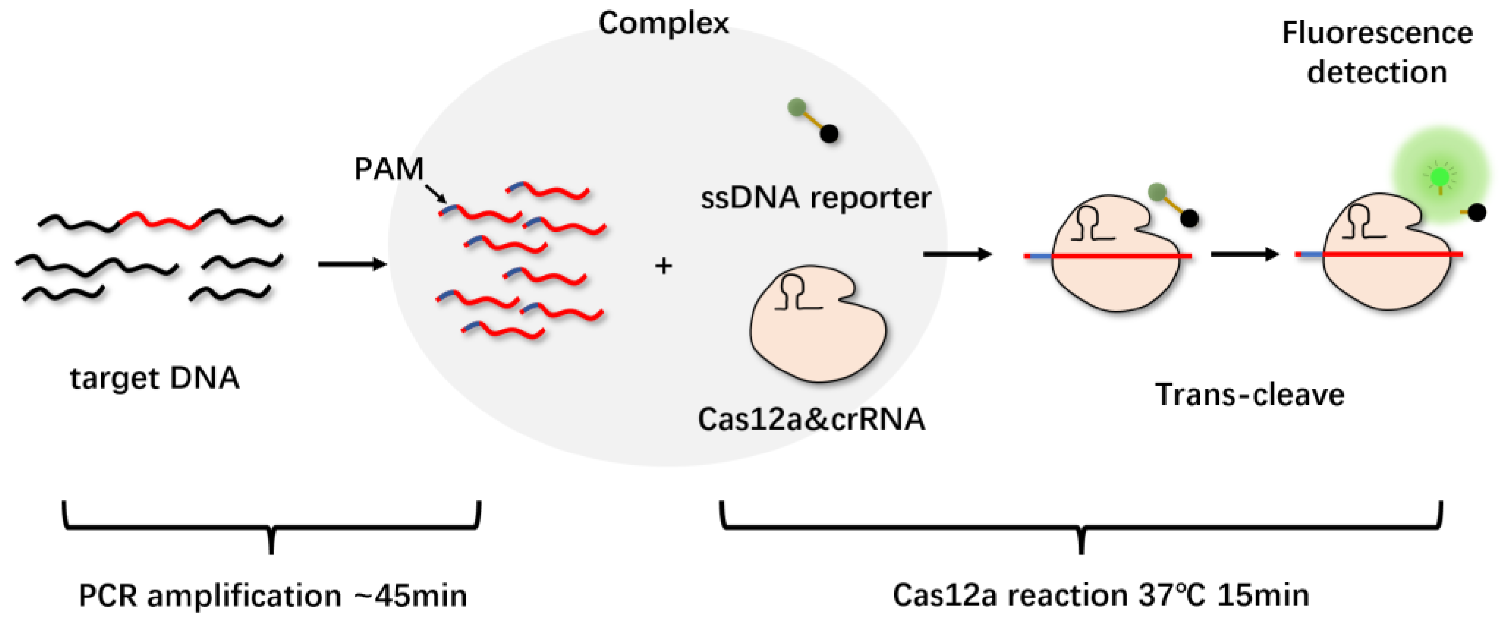 Molecules 27 06999 g005