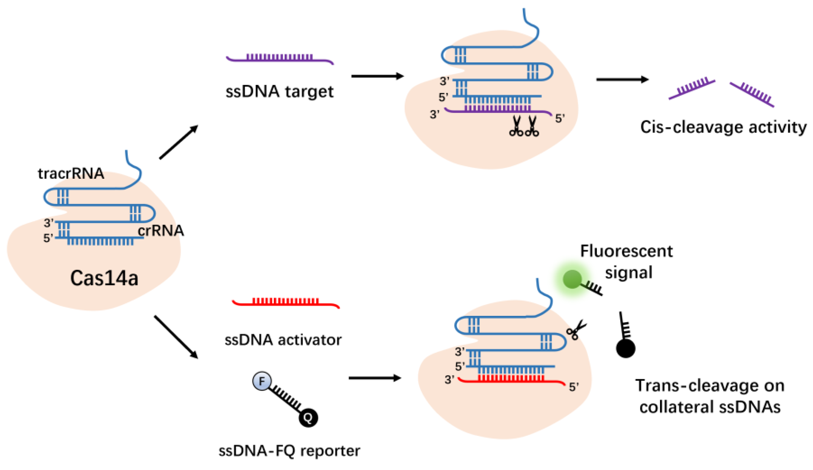 Molecules 27 06999 g007
