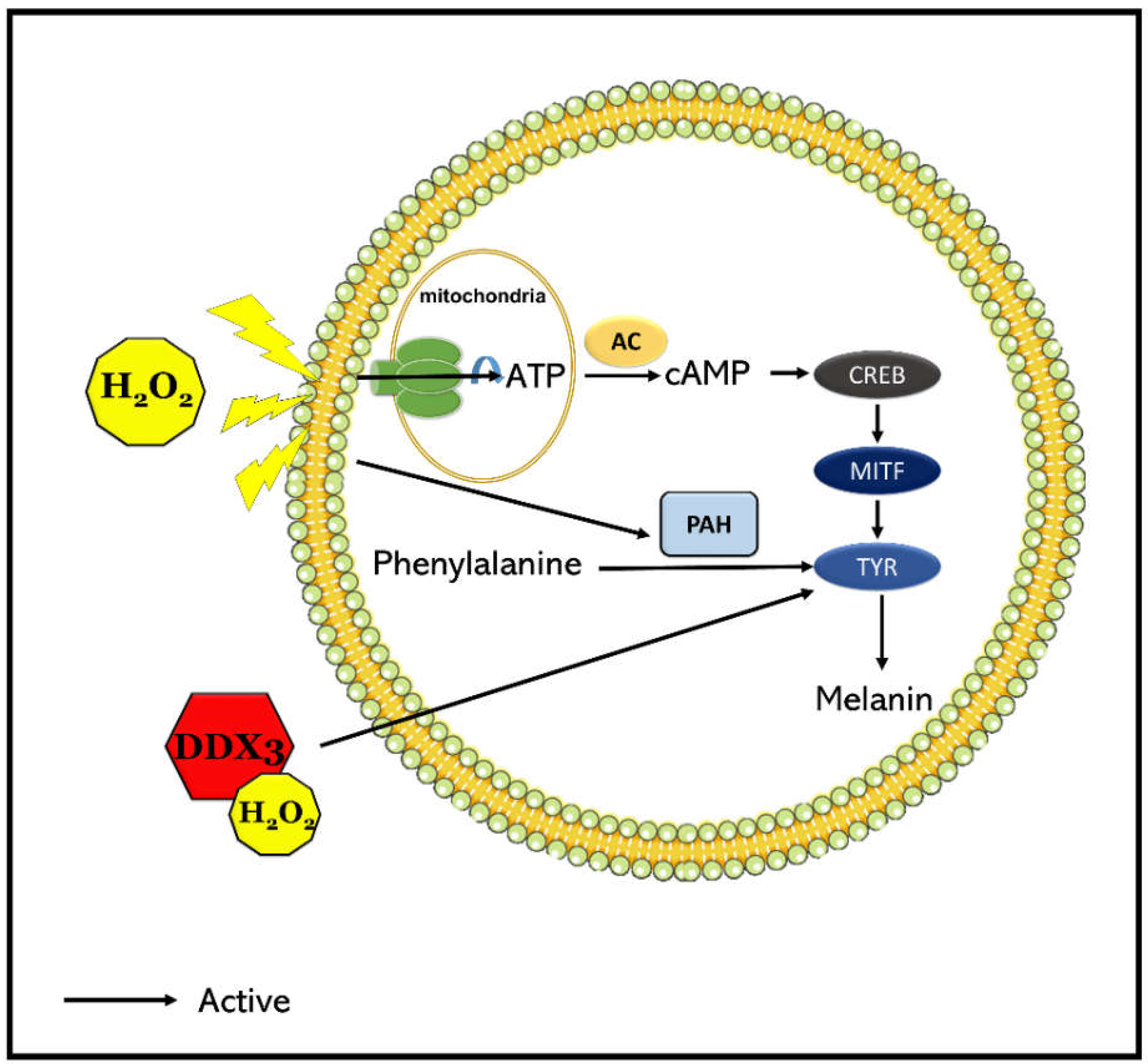 Molecules 27 07010 g004