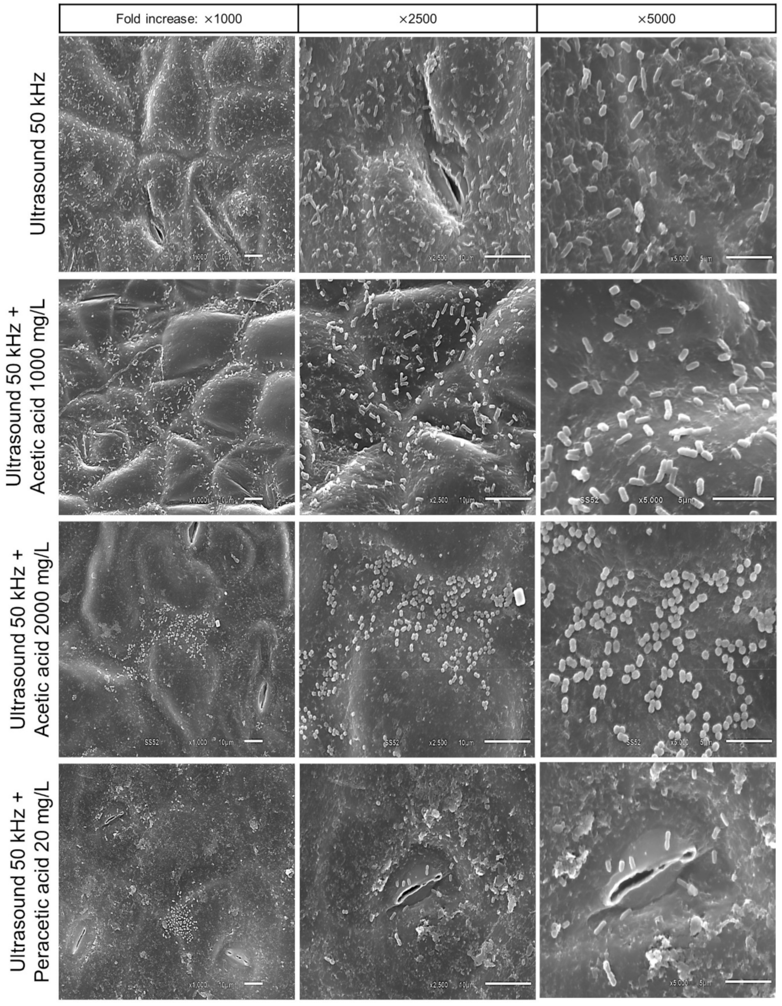 Molecules 27 07019 g004