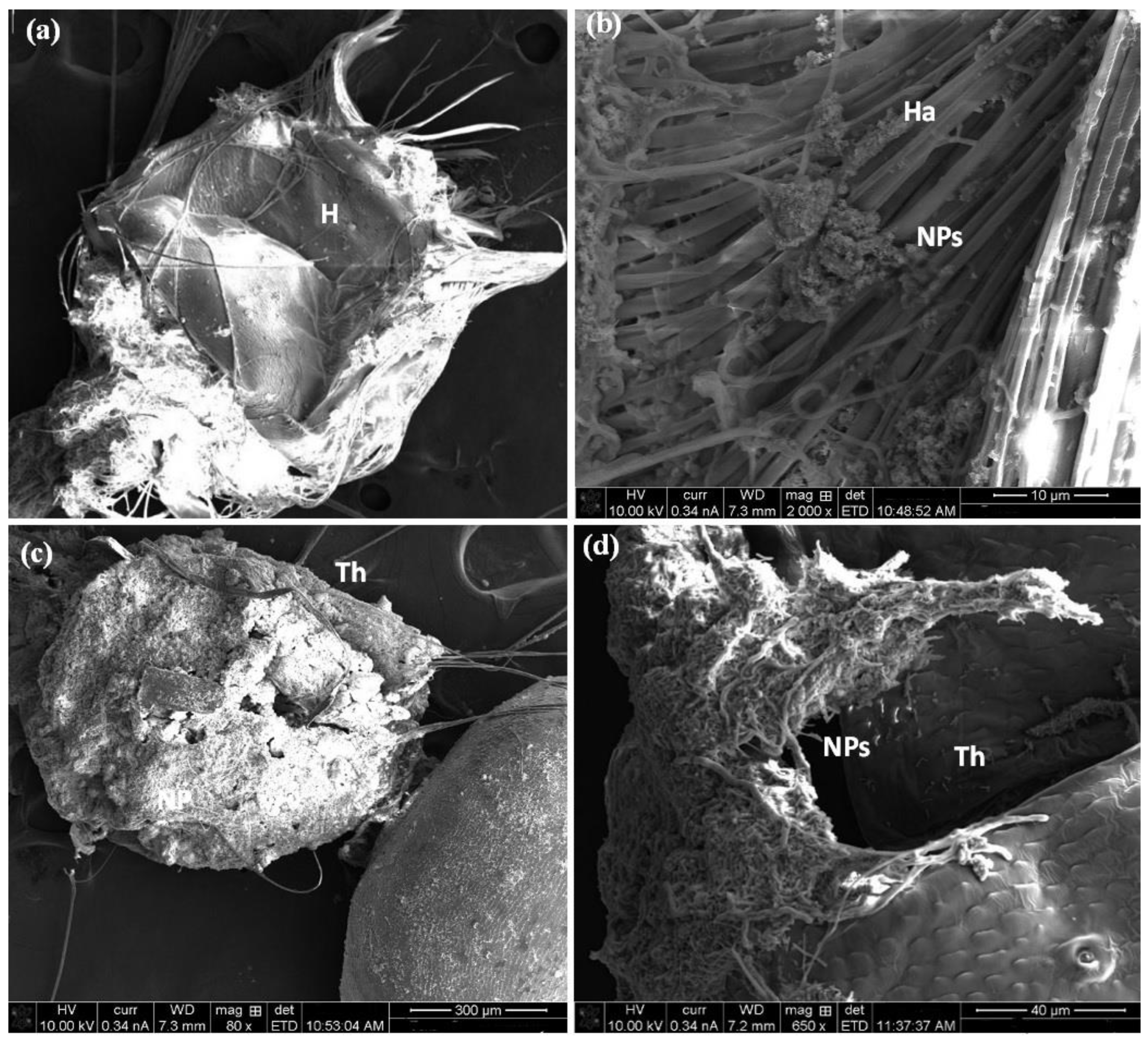 Molecules 27 07035 g007 Molecules 27 07035 g007