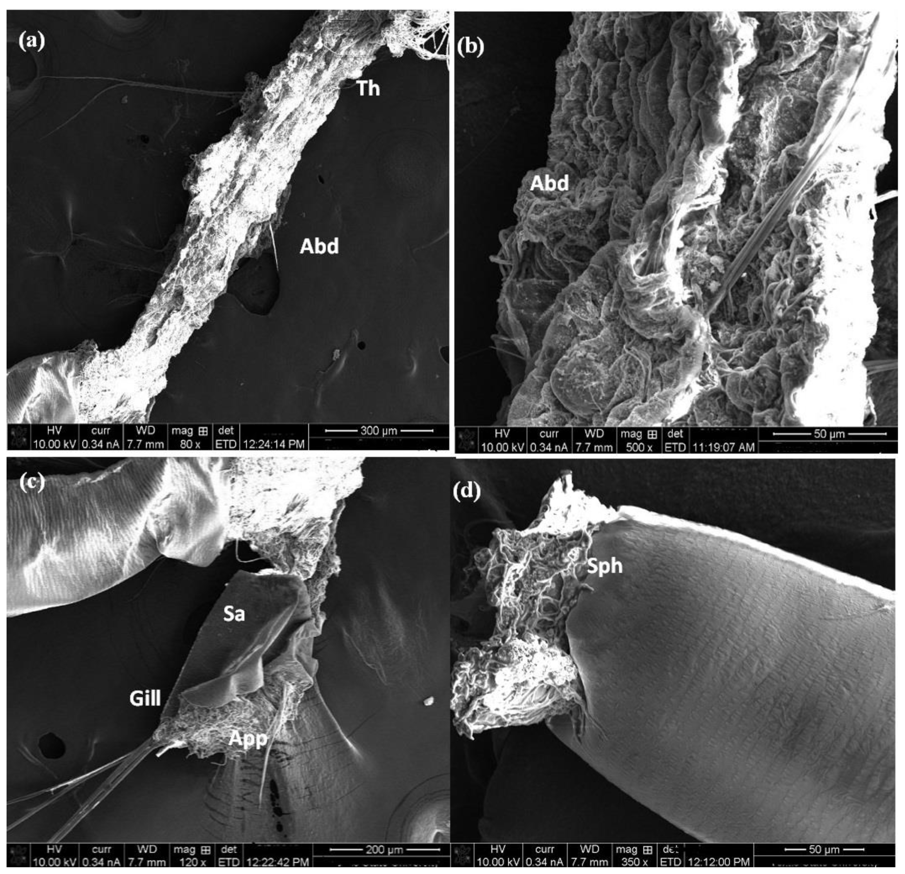 Molecules 27 07035 g008 Molecules 27 07035 g008