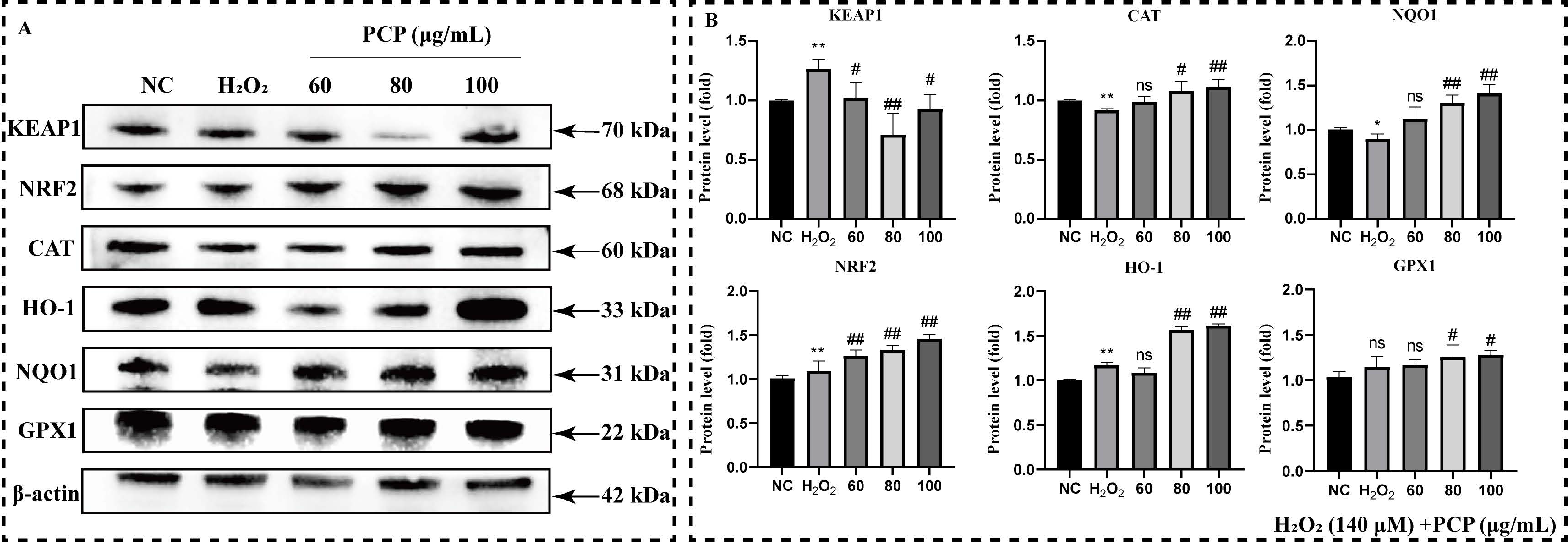 Molecules 27 07088 g006