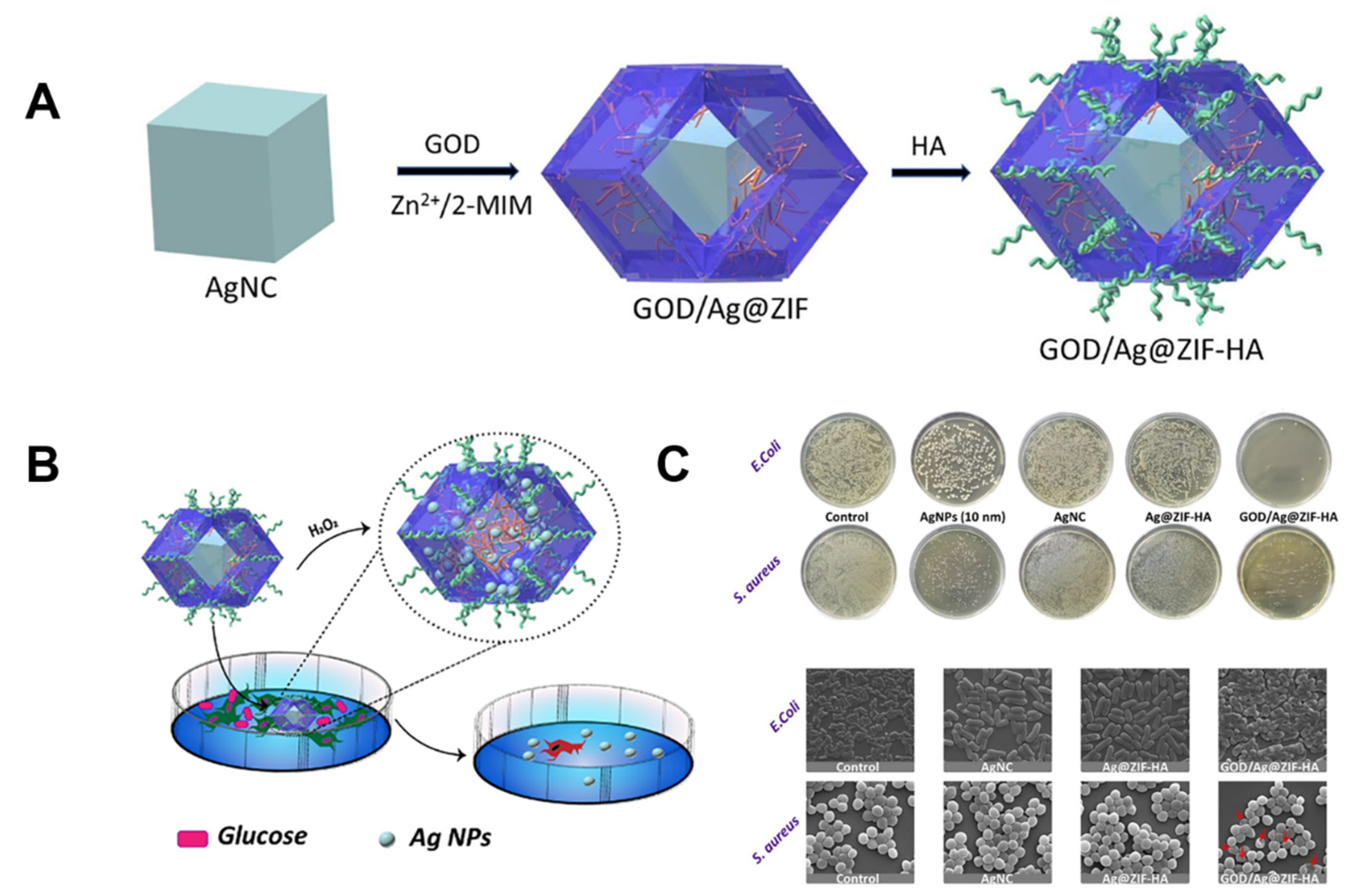 Molecules 27 07166 g006