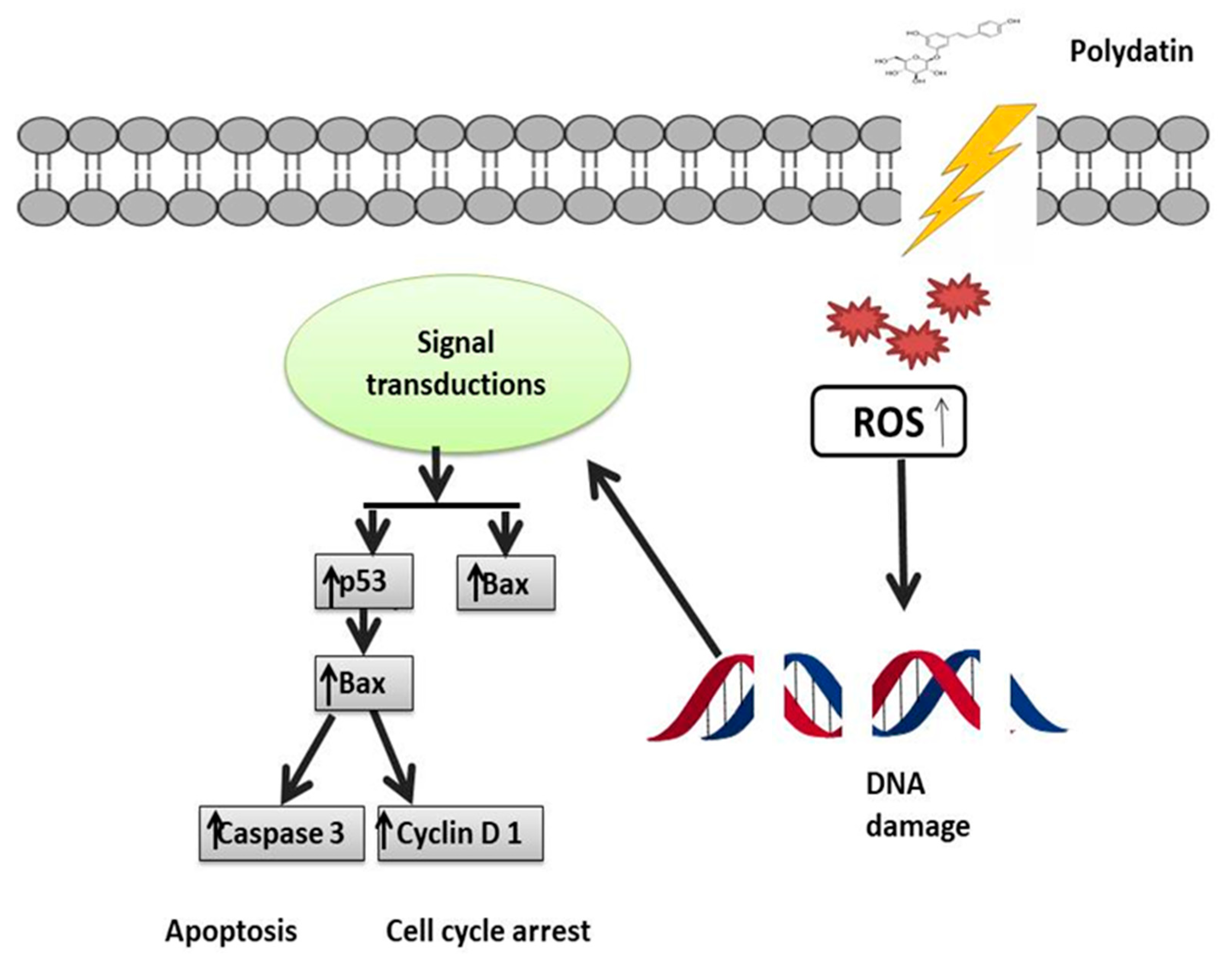Molecules 27 07175 g004 Molecules 27 07175 g004