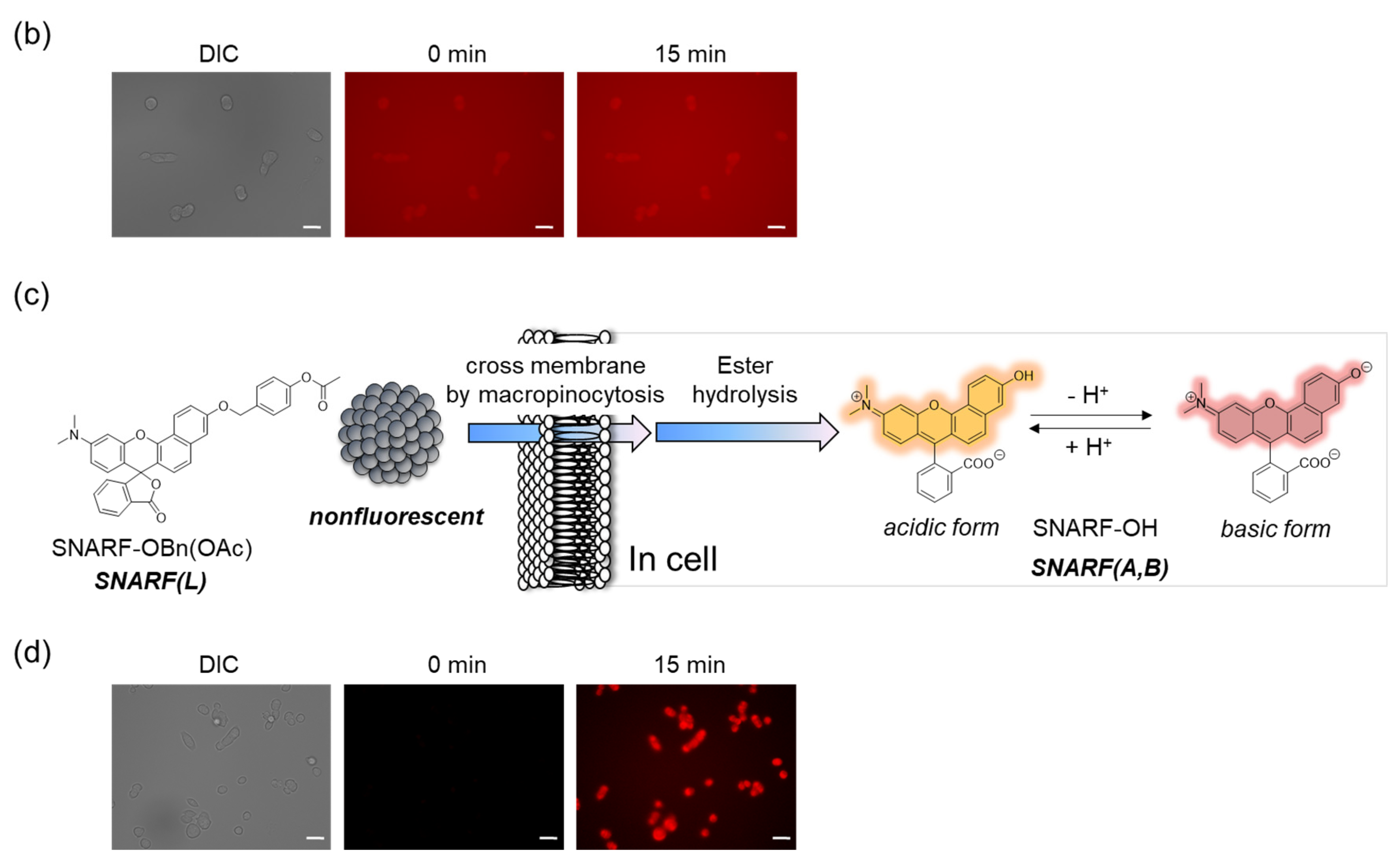 Molecules 27 07181 g006b