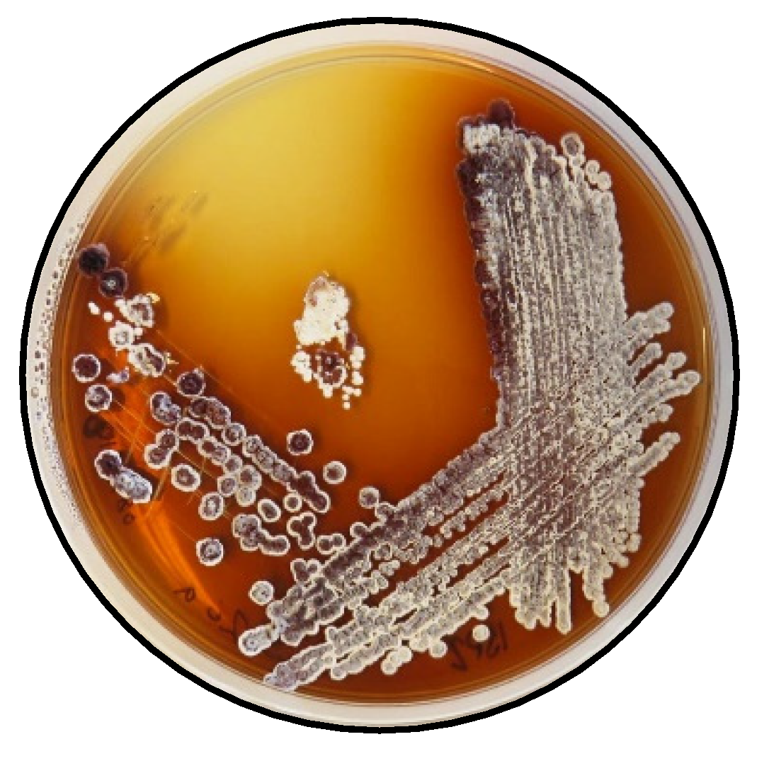 Molecules 27 07185 g006 Molecules 27 07185 g006