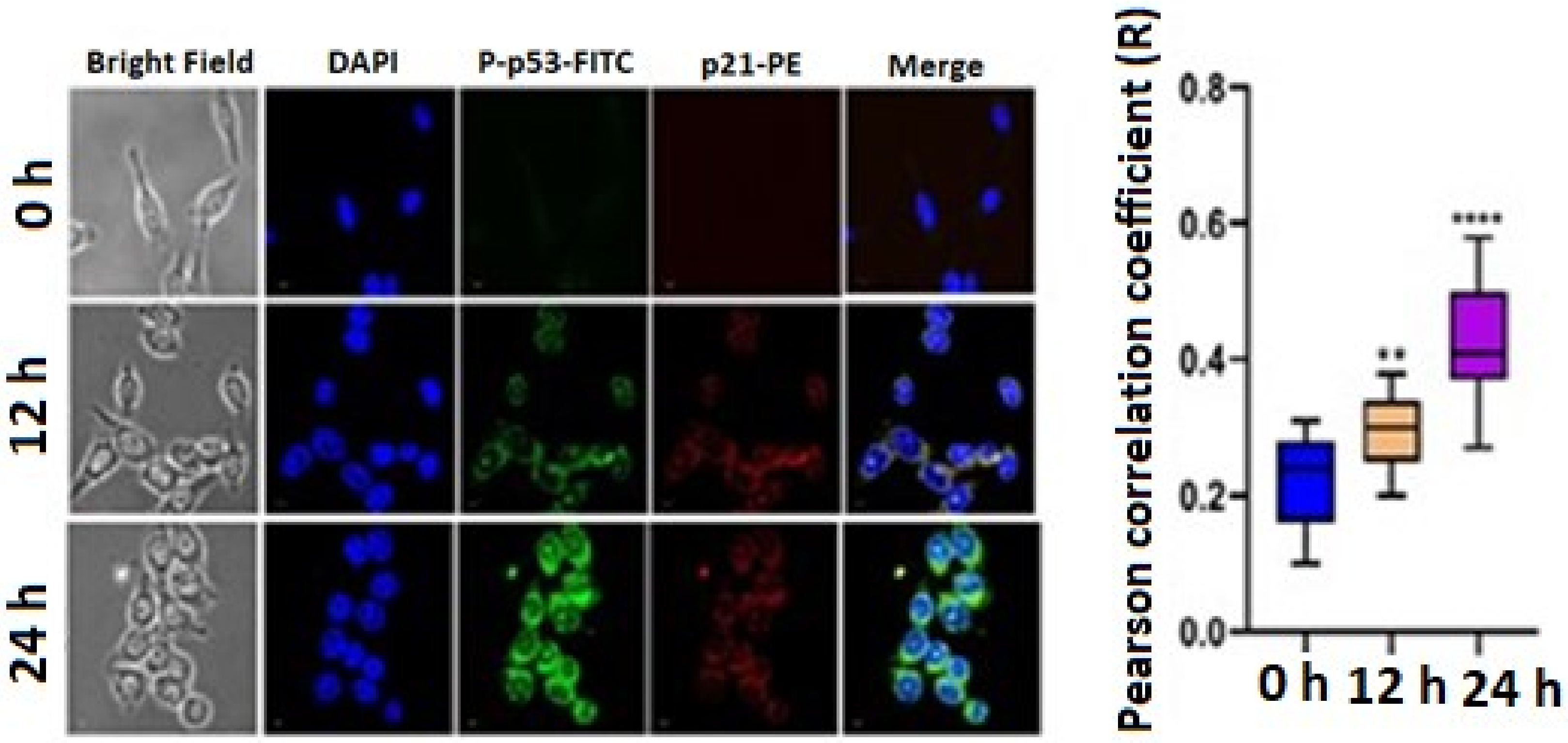 Molecules 27 07326 g006