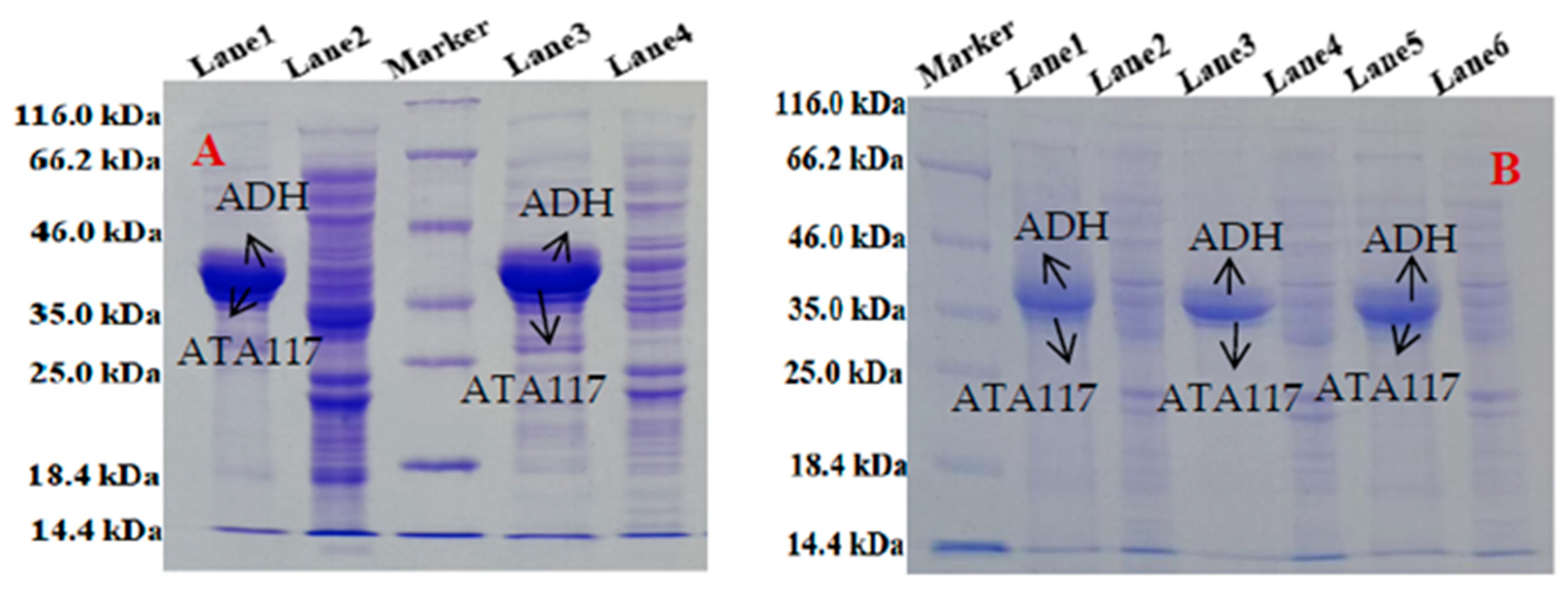 Molecules 27 07331 g005