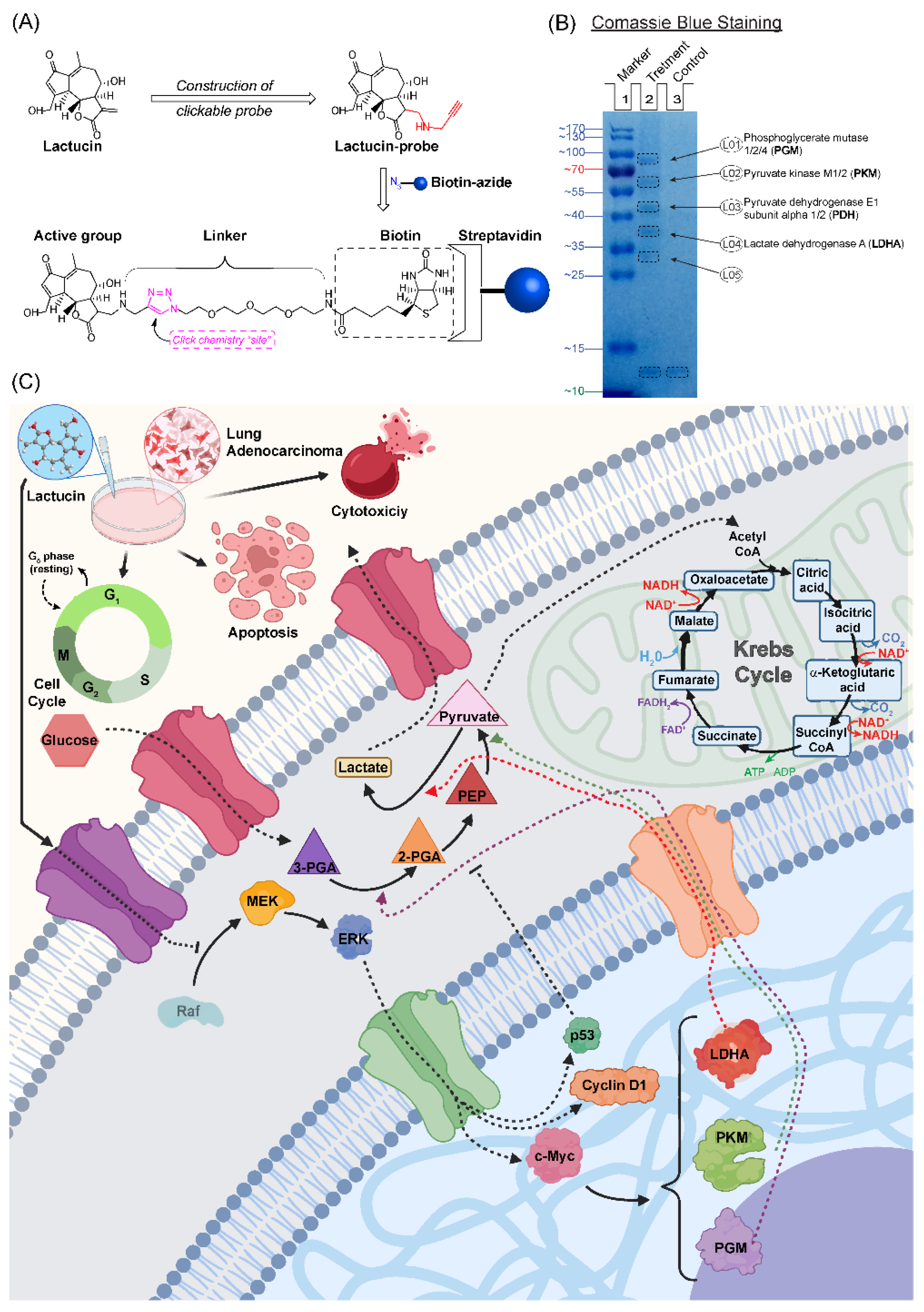Molecules 27 07358 g006
