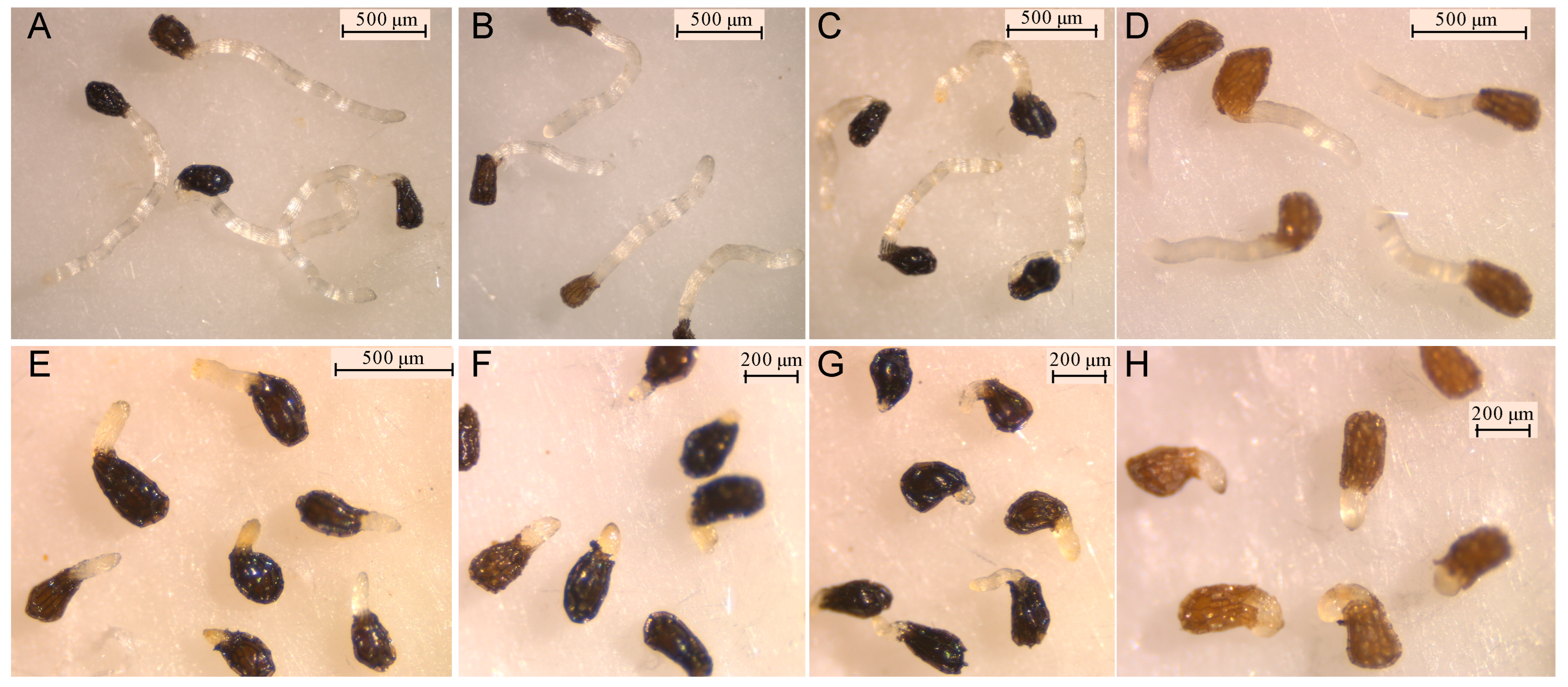 Molecules 27 07421 g004