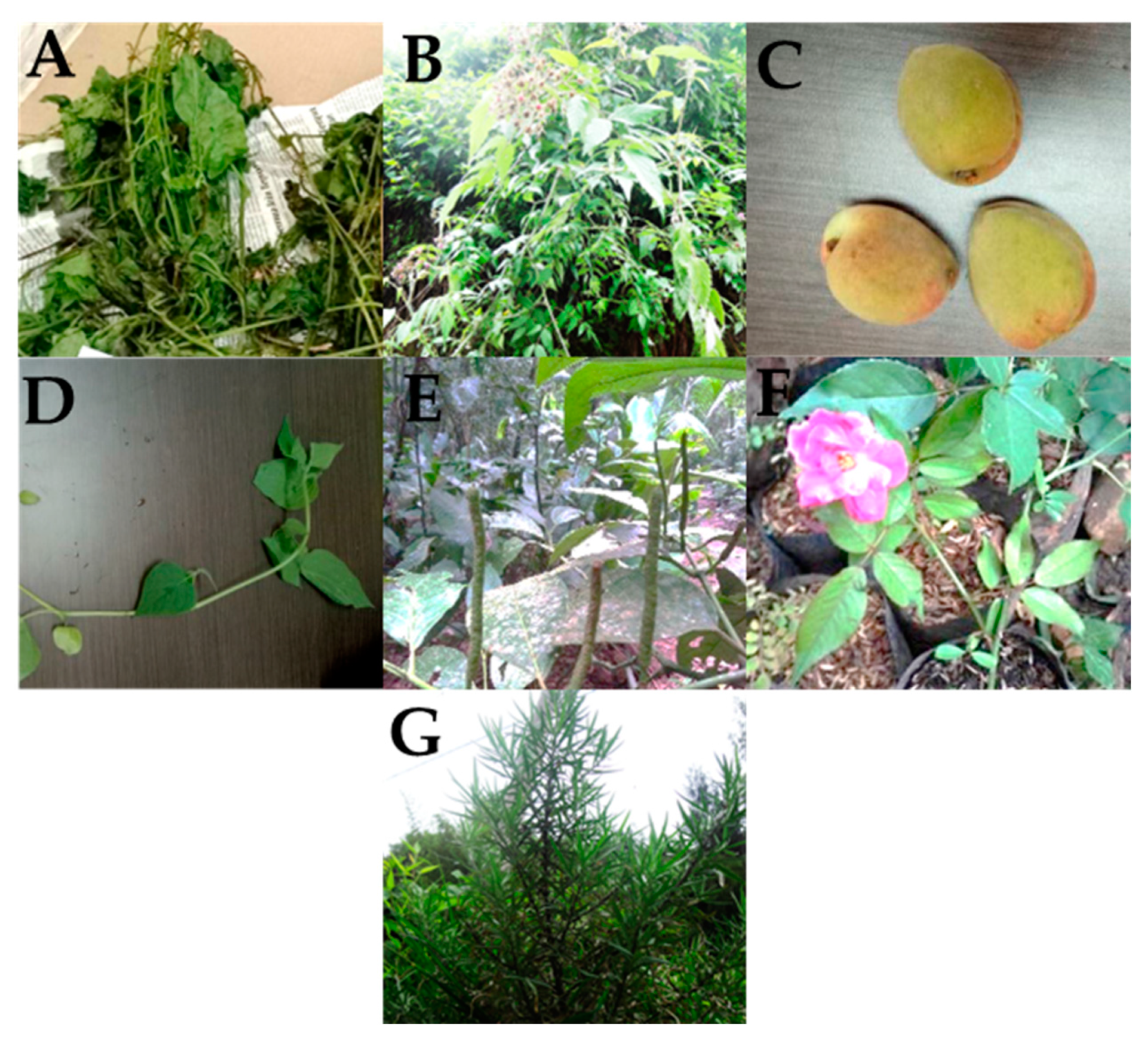 Molecules 27 07532 g004