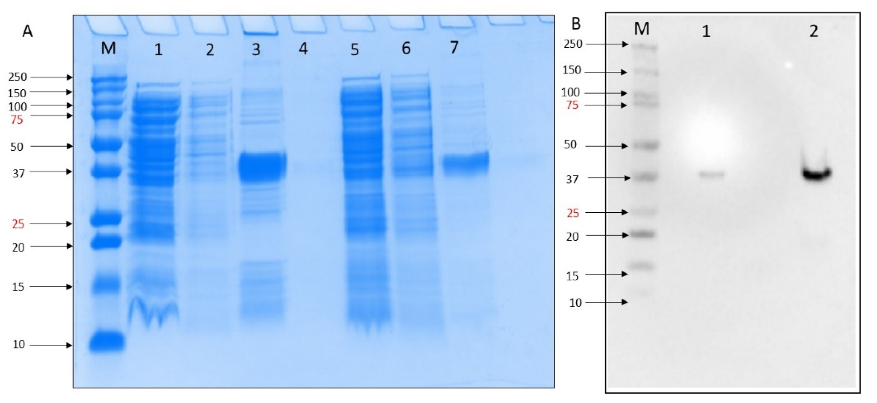 Molecules 27 07553 g001