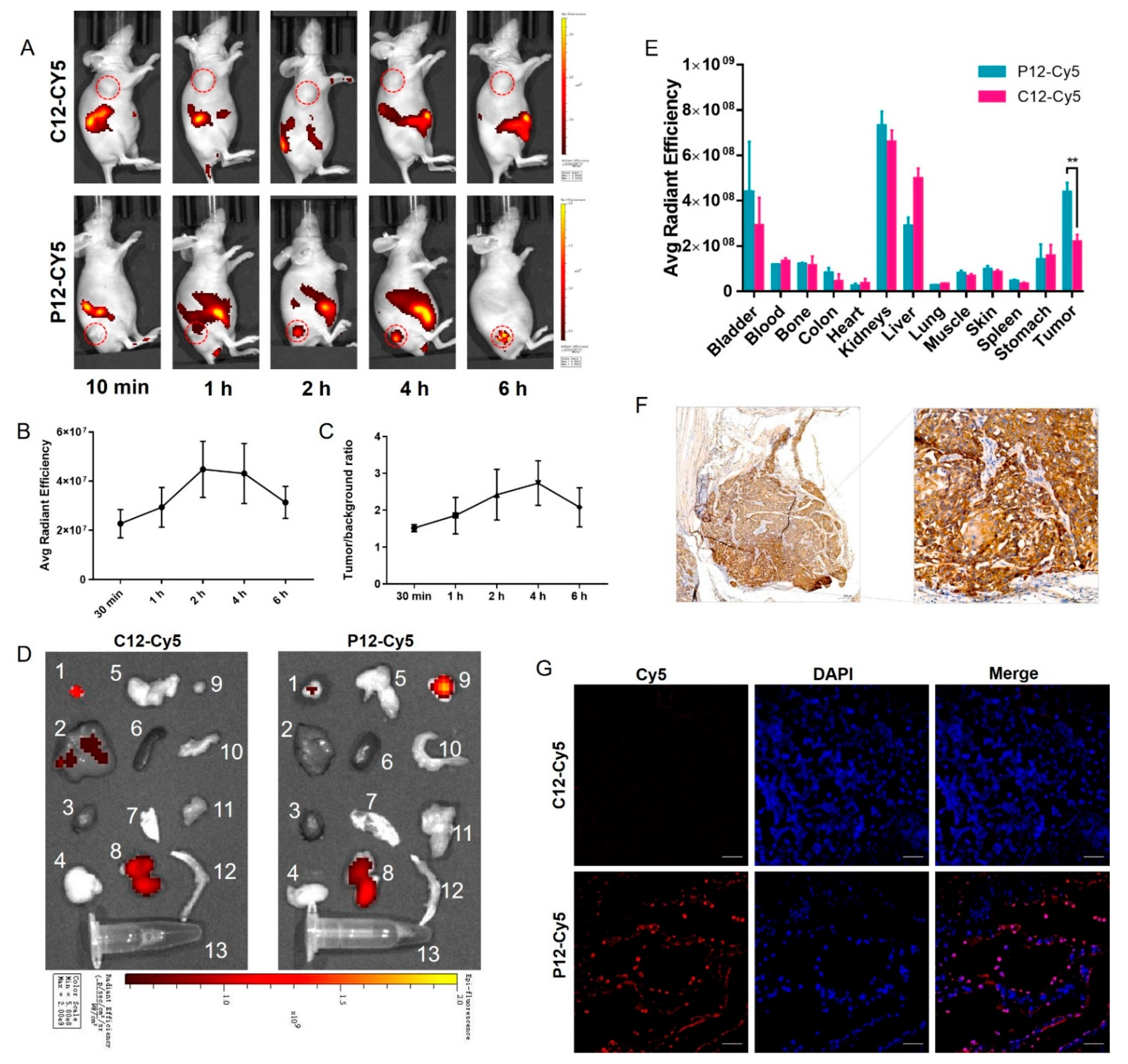 Molecules 27 07609 g005