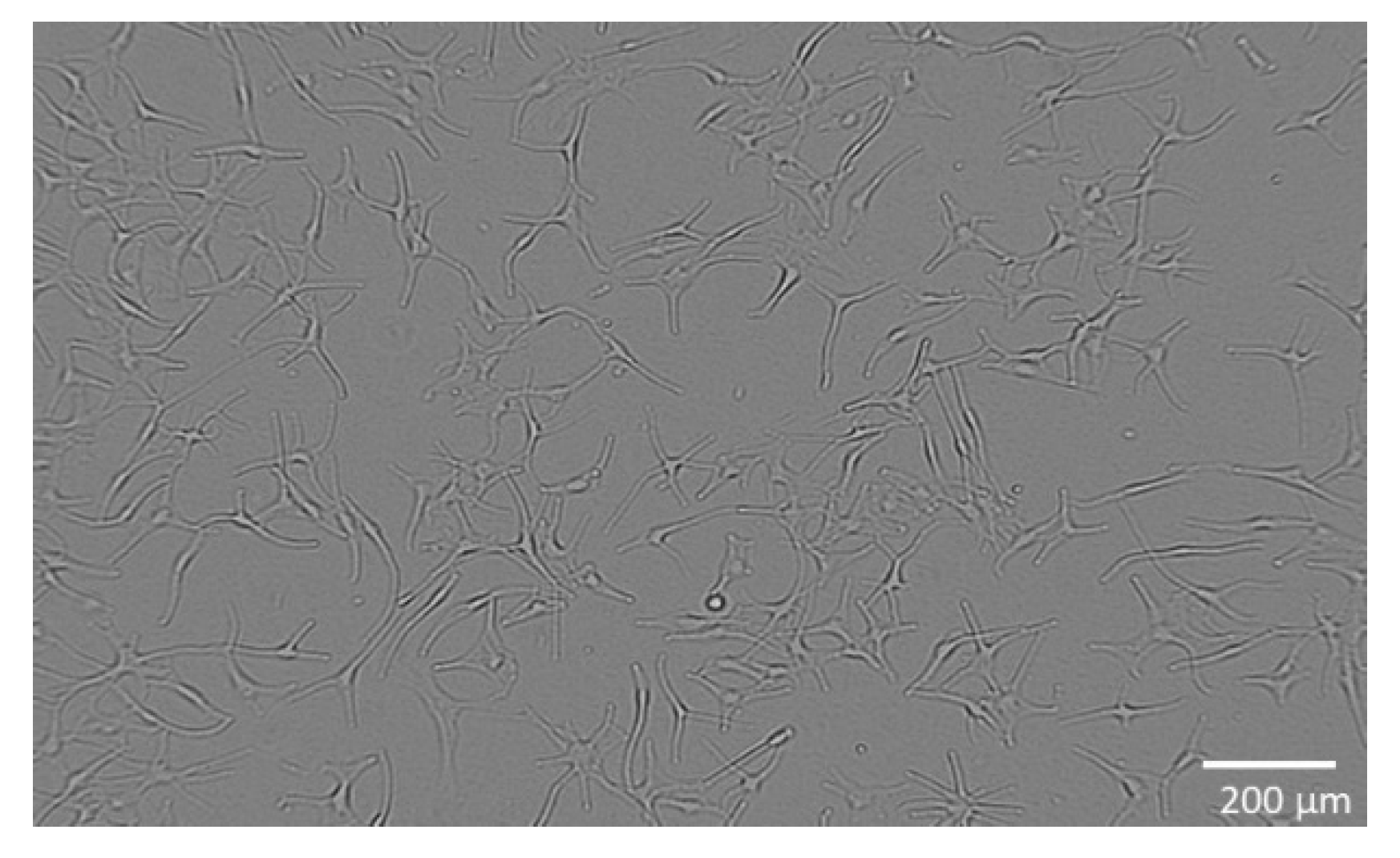 Molecules 27 07694 g007