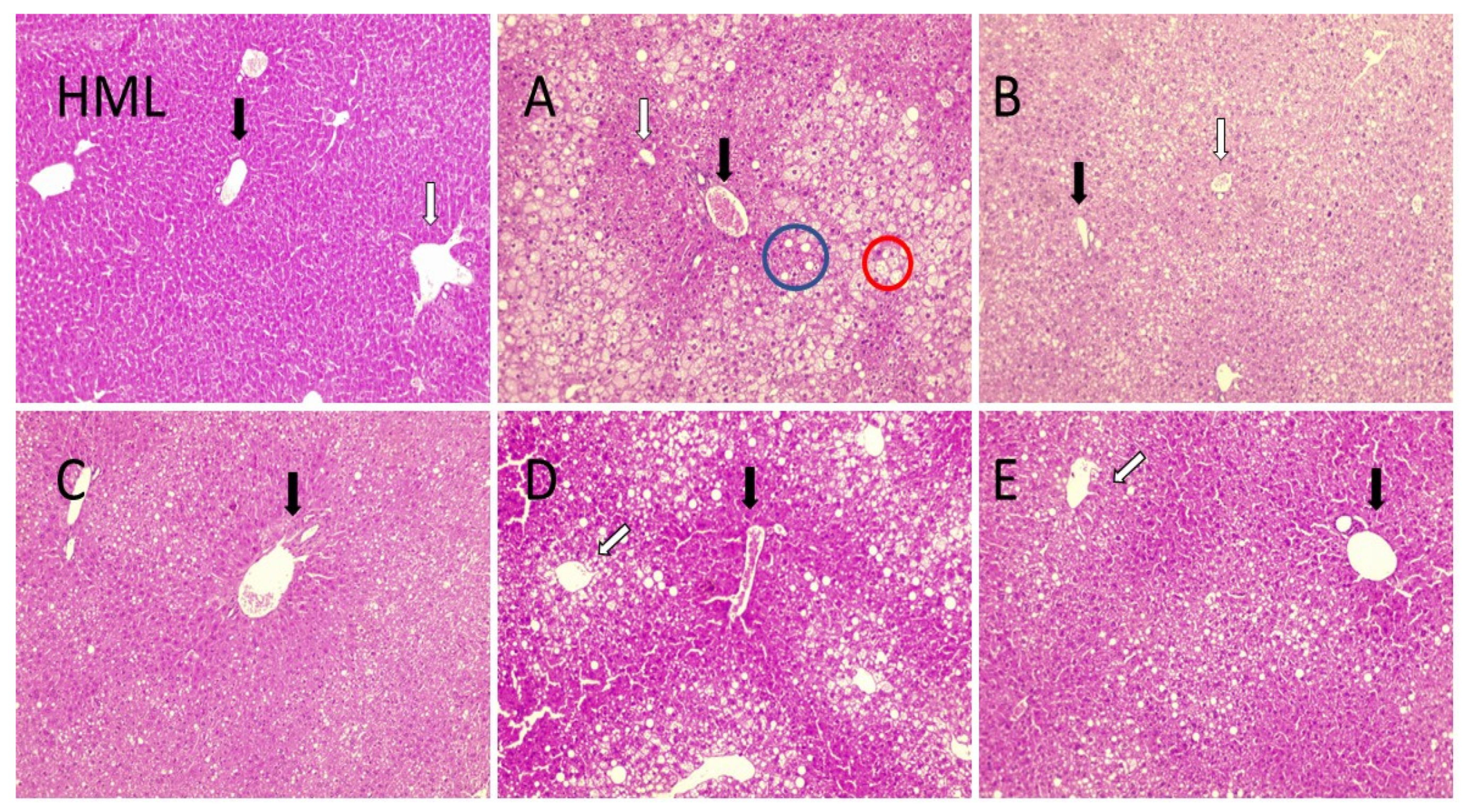 Molecules 27 07702 g006