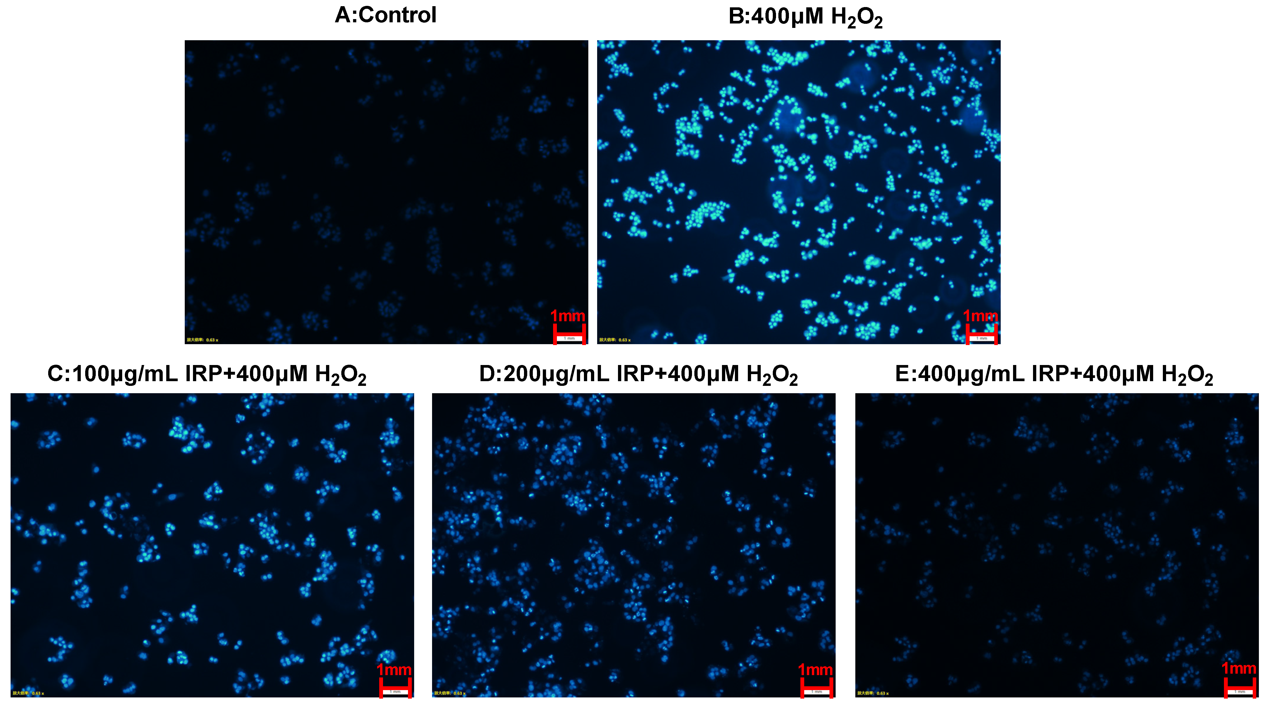 Molecules 27 07717 g013