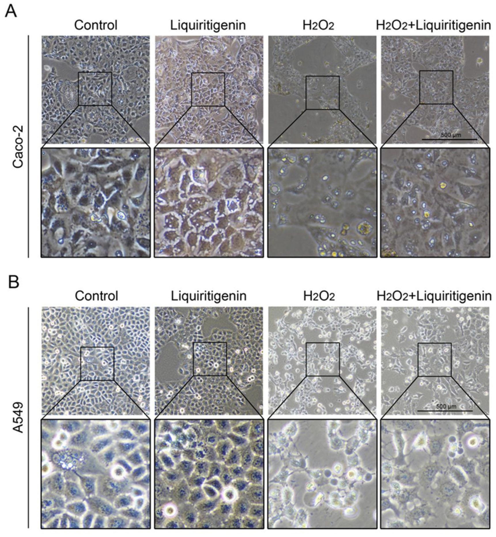 Molecules 27 07743 g008