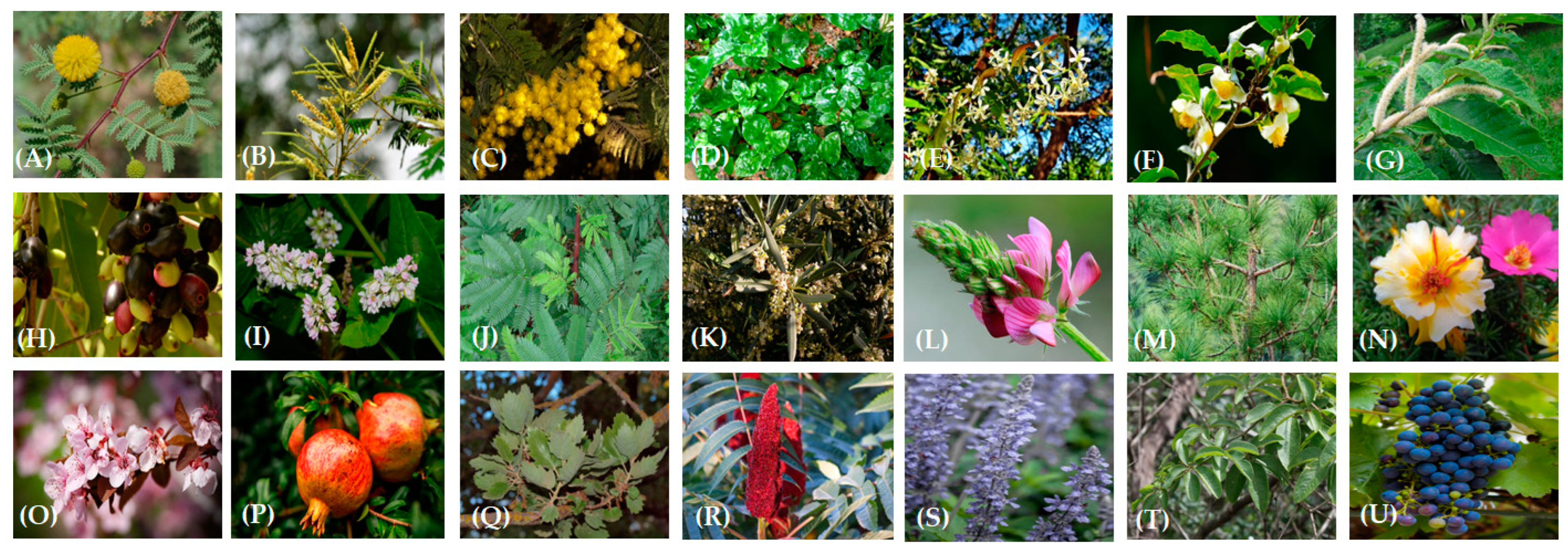 Molecules 27 07752 g004