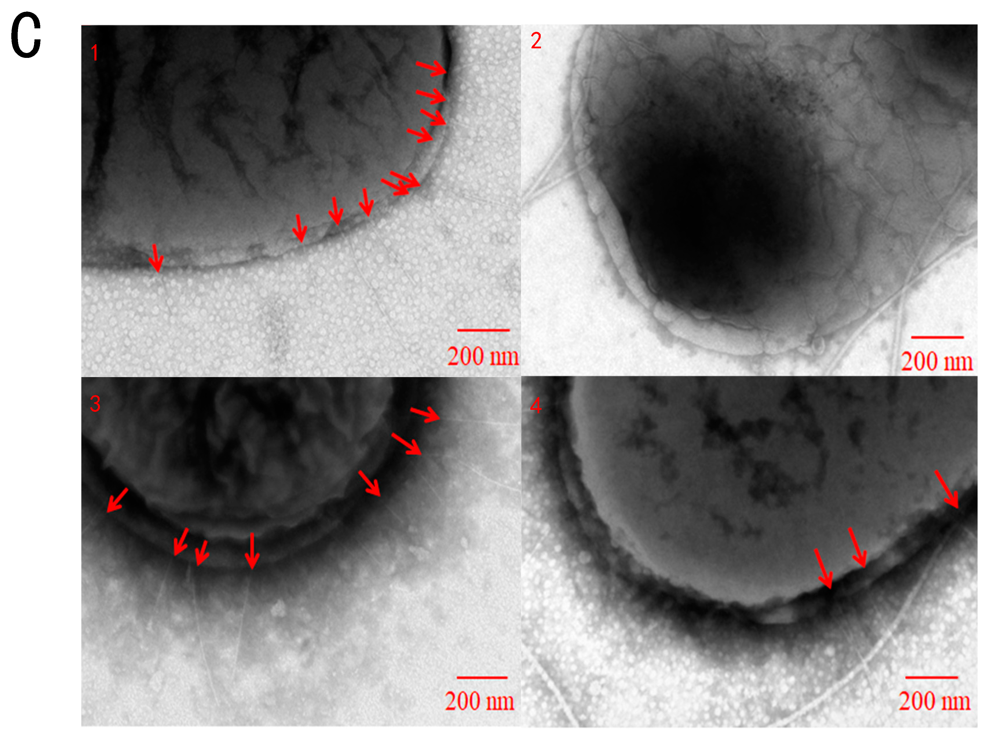 Molecules 27 07753 g001b