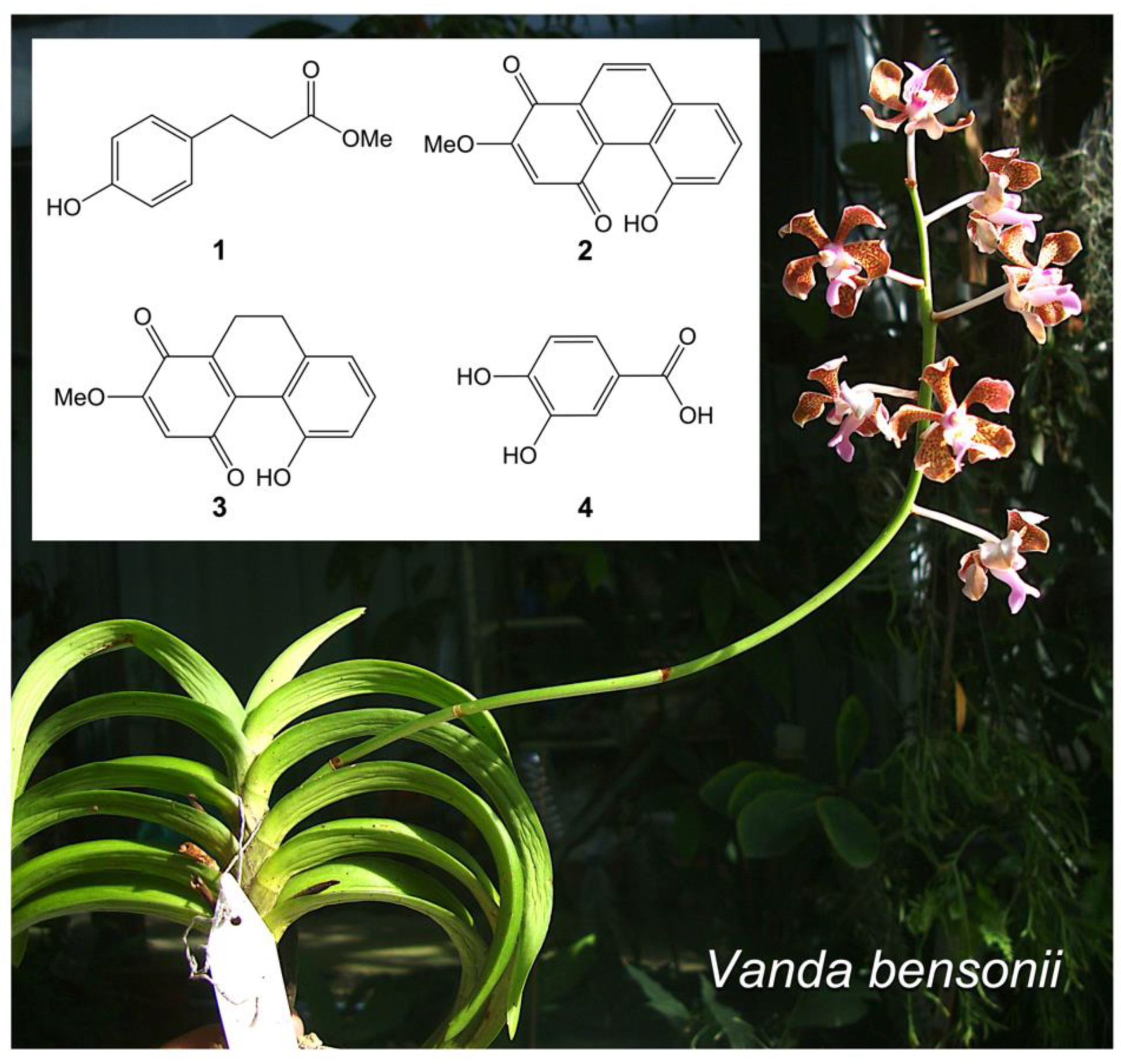 Molecules 27 07902 g001