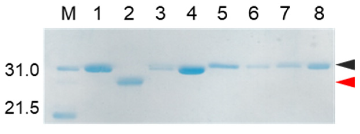 Molecules 27 08063 g006