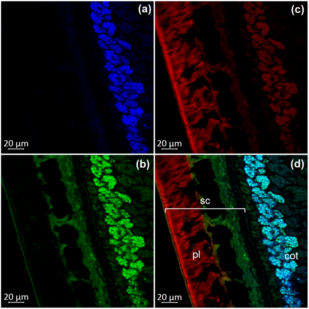 Molecules 27 08228 g002 Molecules 27 08228 g002