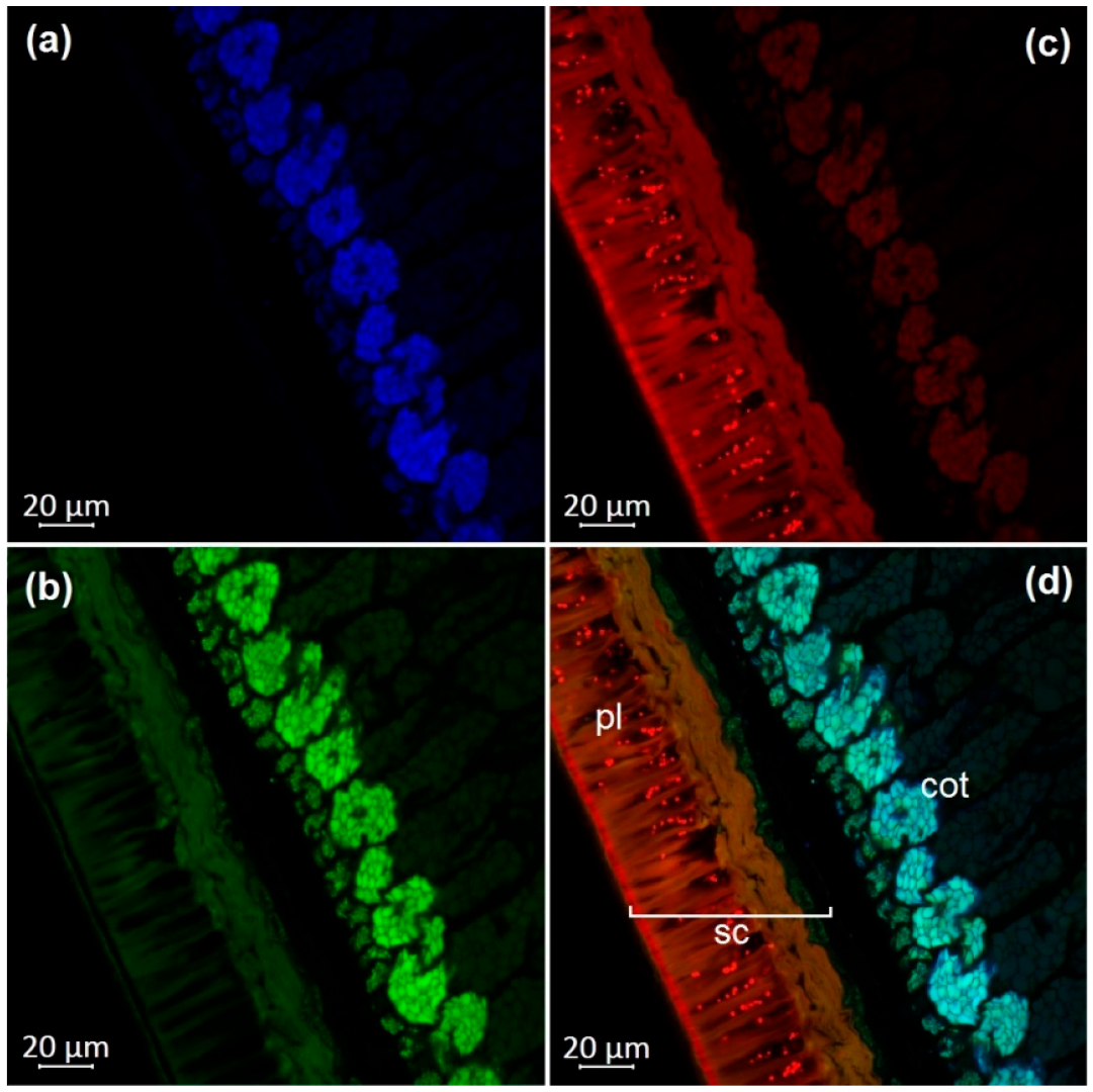 Molecules 27 08228 g004 Molecules 27 08228 g004