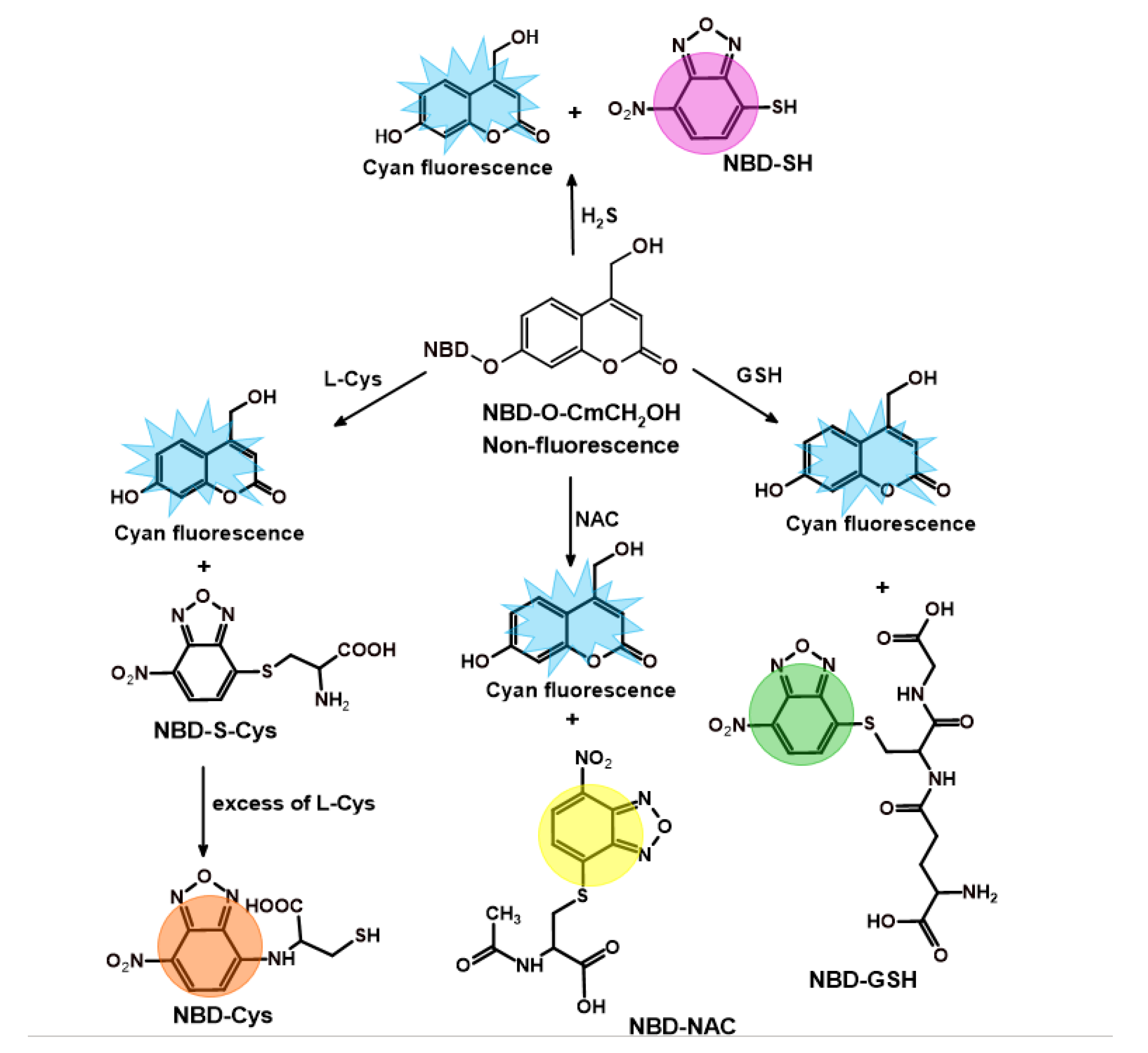 Molecules 27 08305 sch004