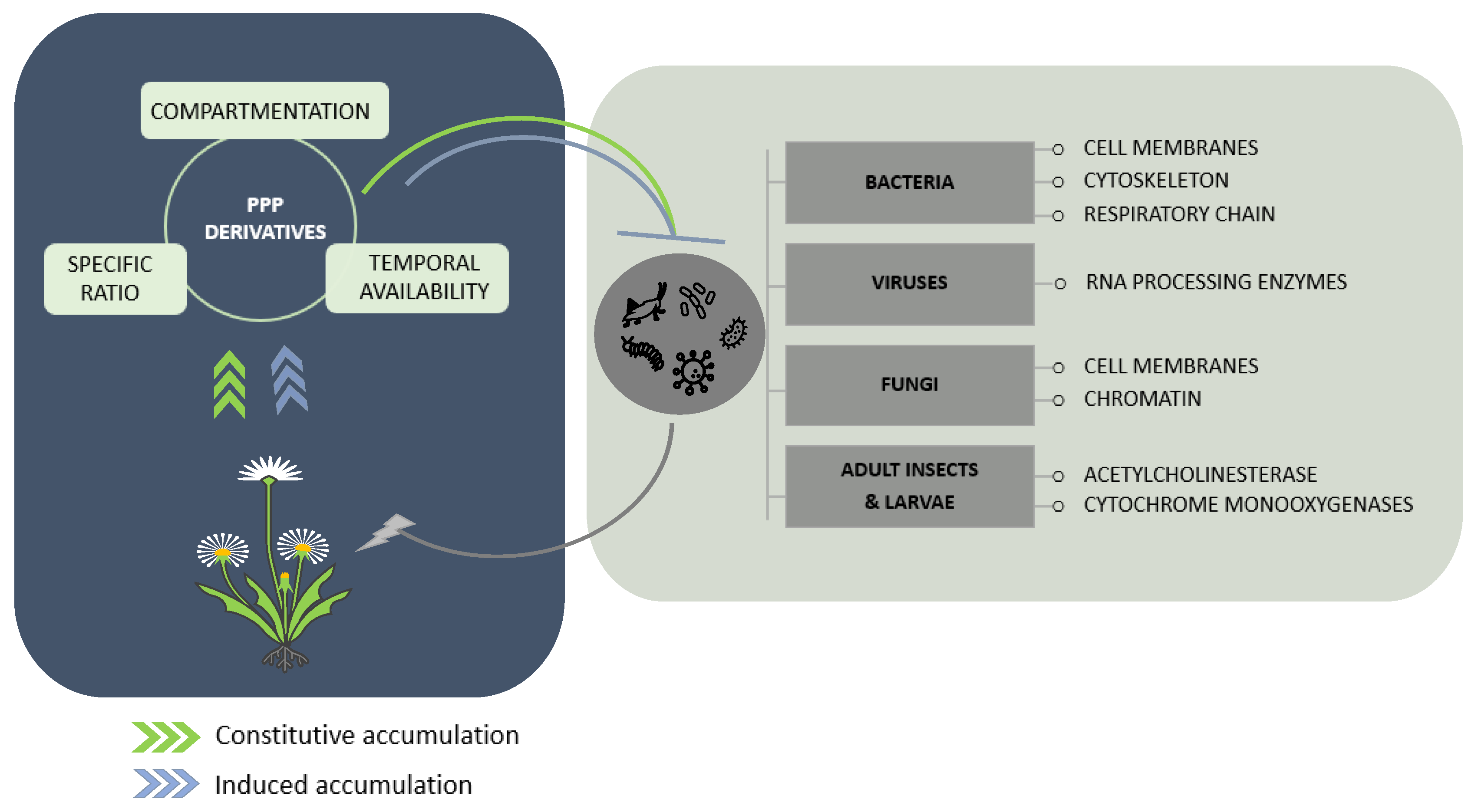 Molecules 27 08371 g002 Molecules 27 08371 g002