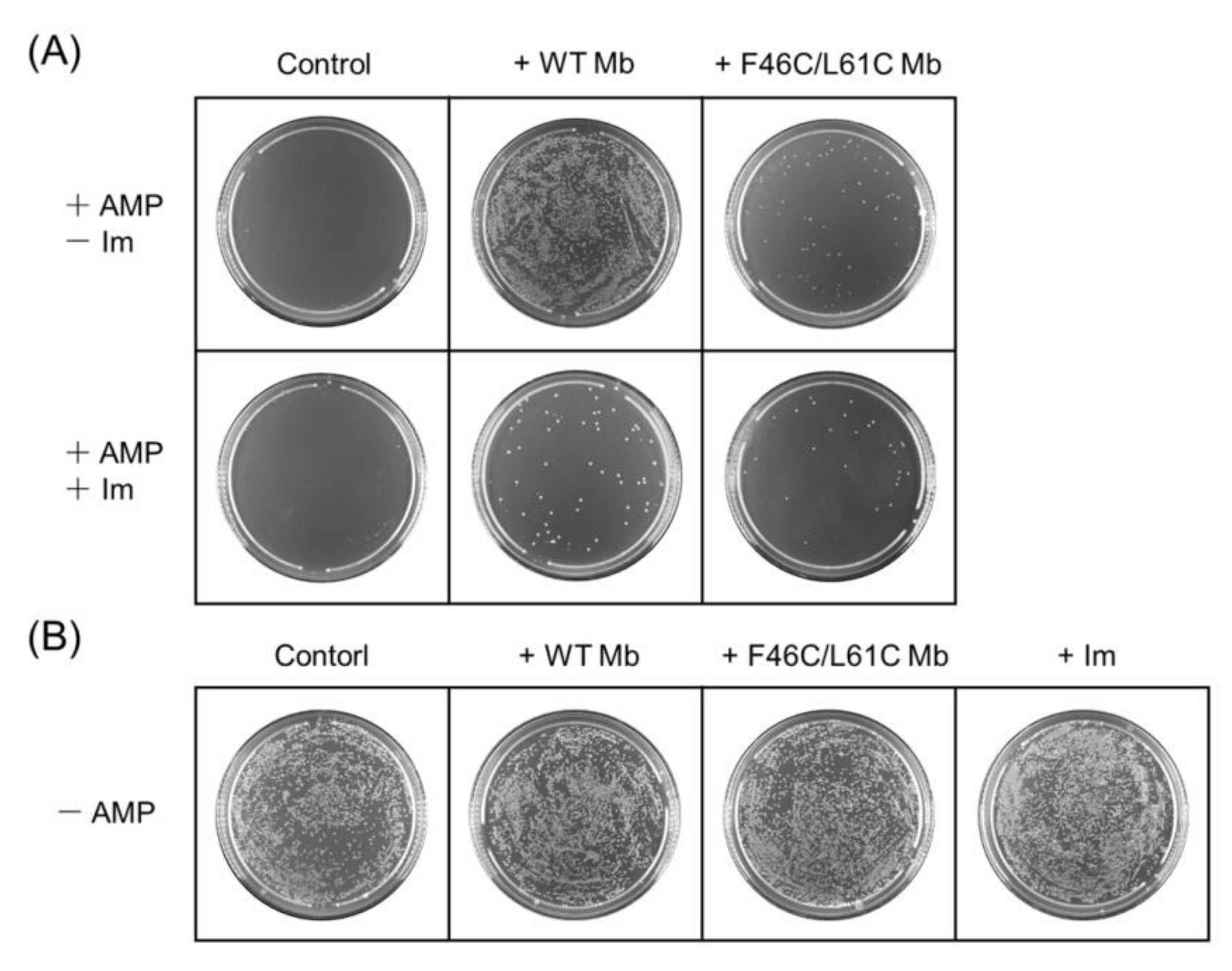 Molecules 27 08478 g006