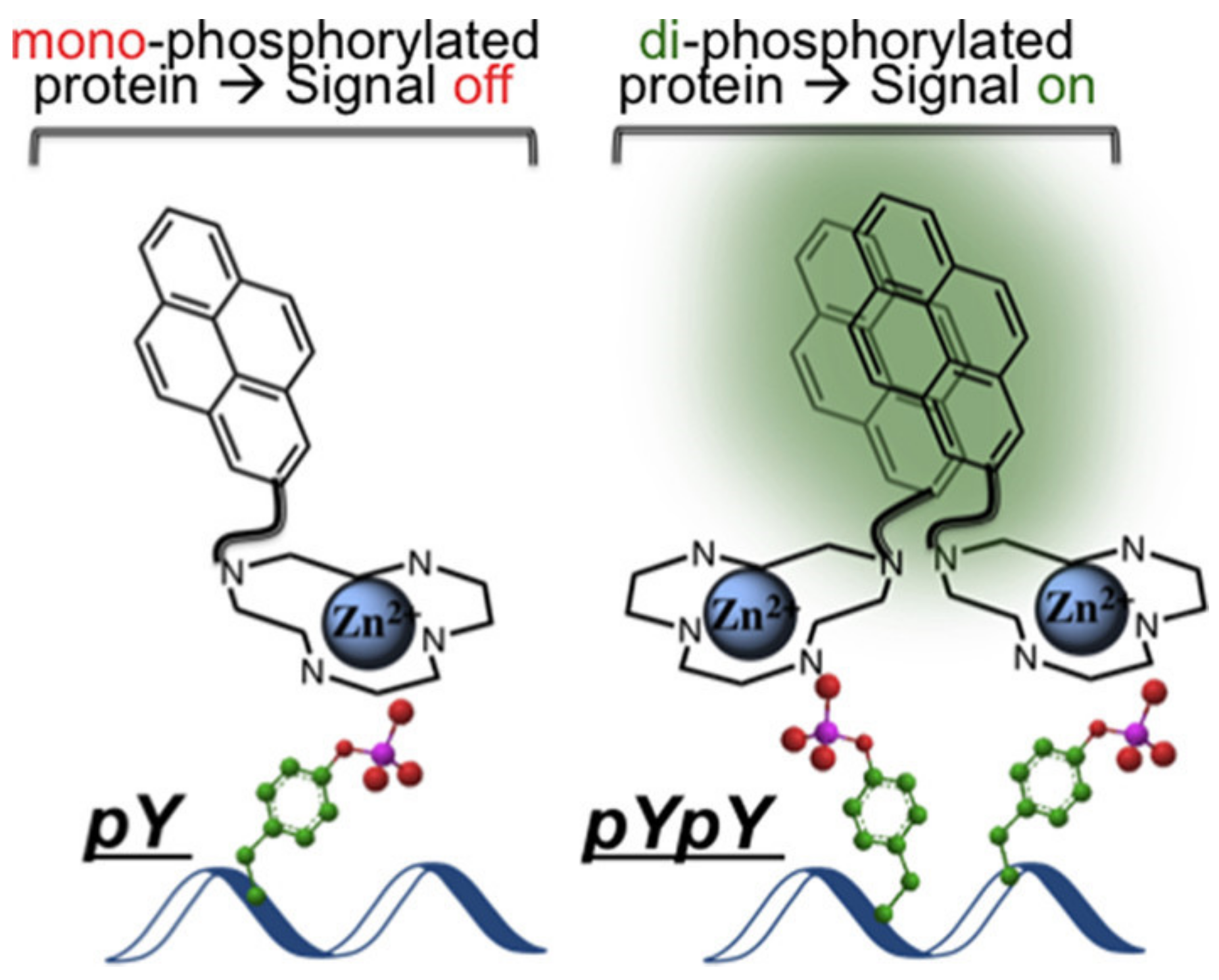 Molecules 27 08628 g005