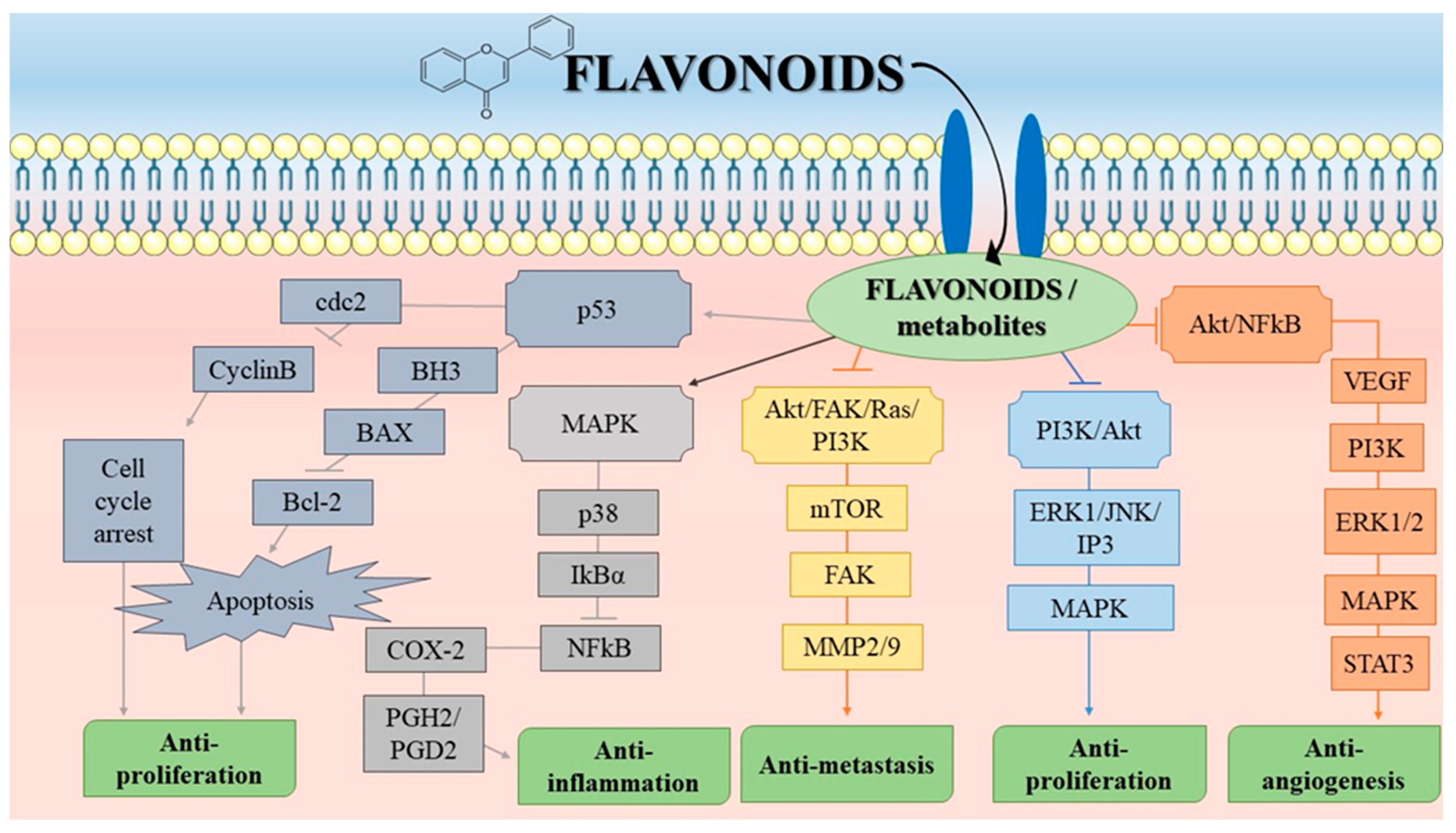 Molecules 27 08655 g005 Molecules 27 08655 g005