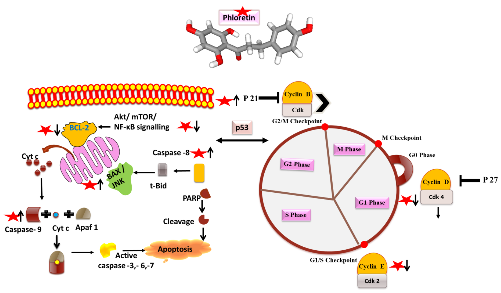 Molecules 27 08819 g005