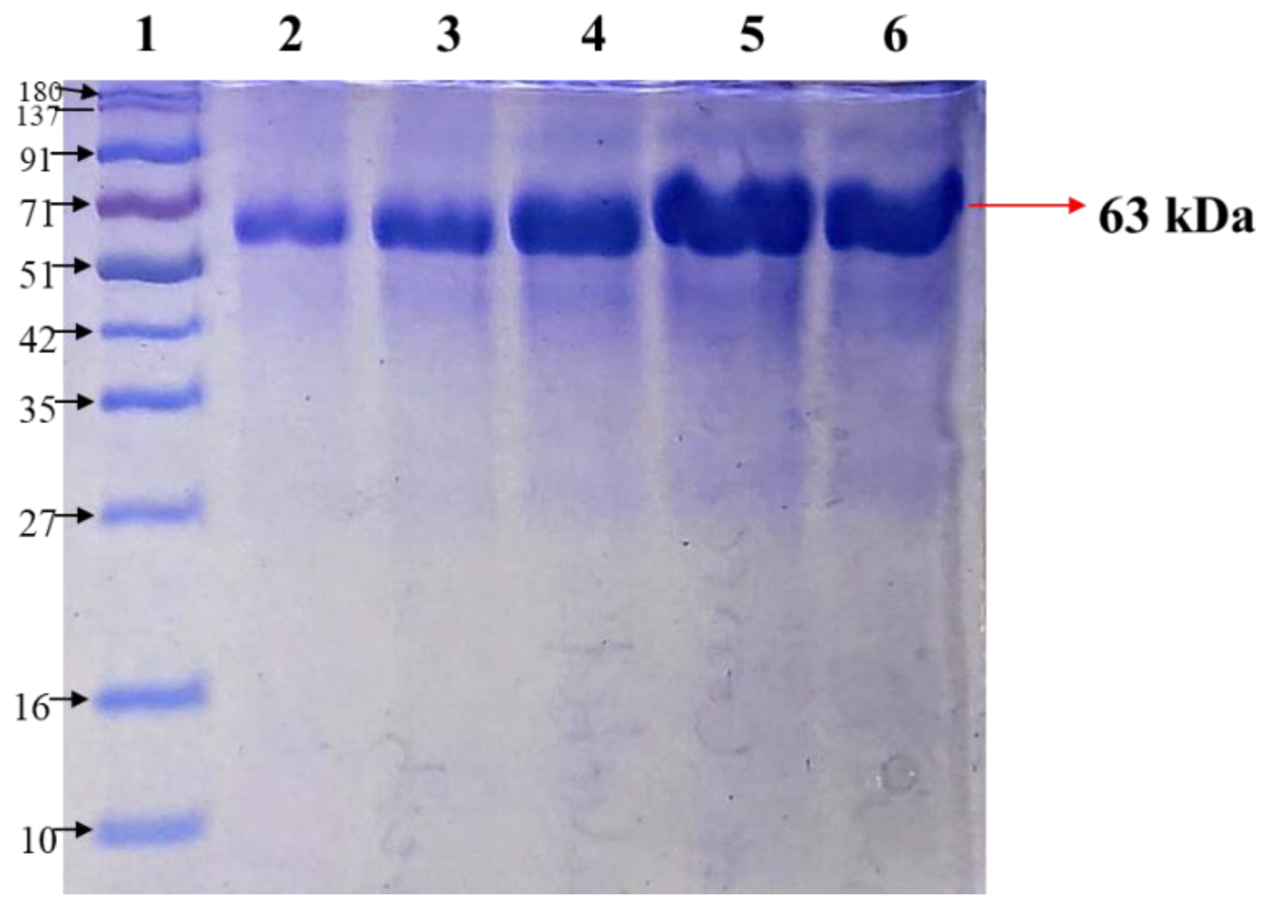Molecules 27 08915 g002
