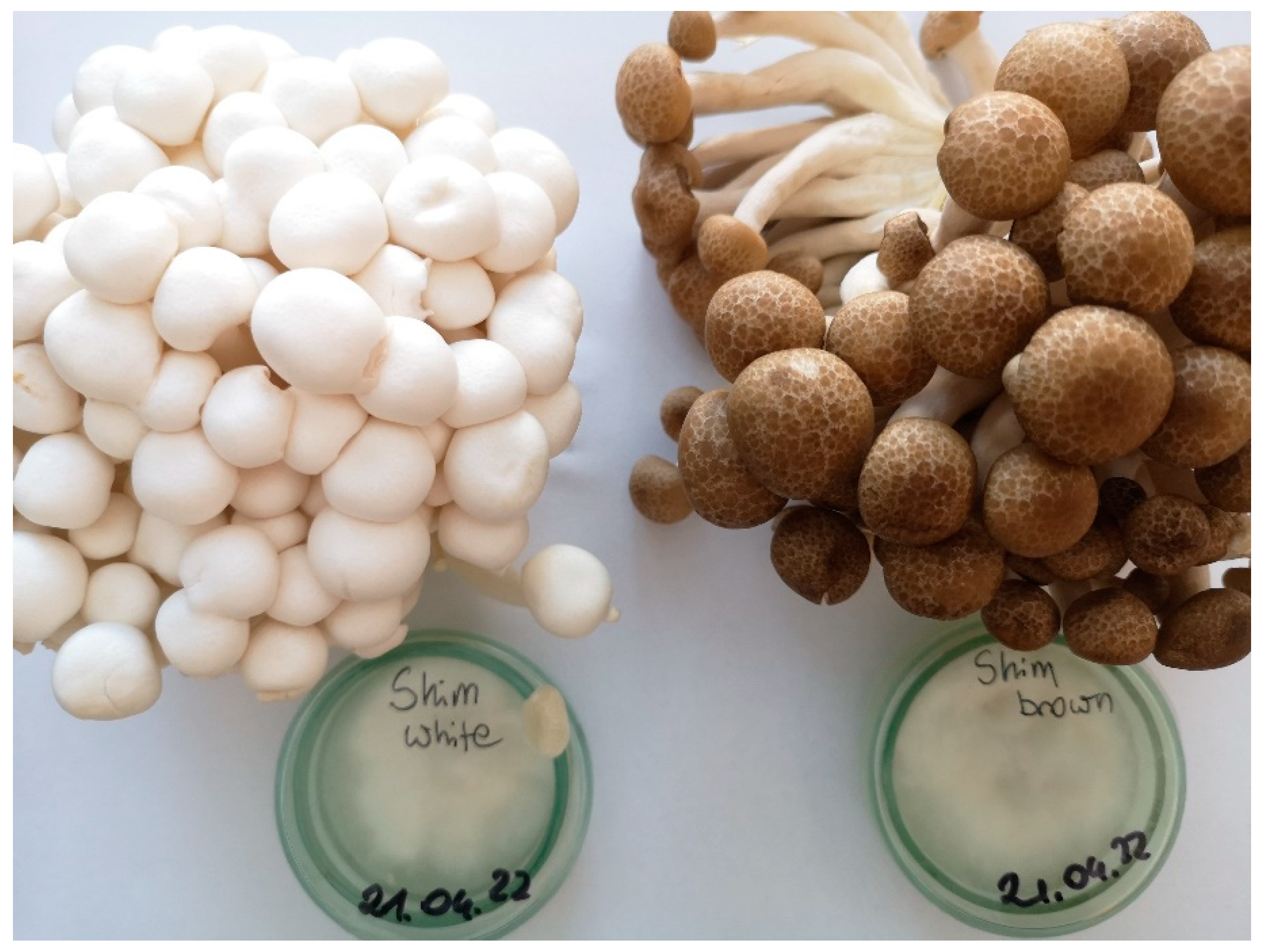 Molecules 27 08917 g003