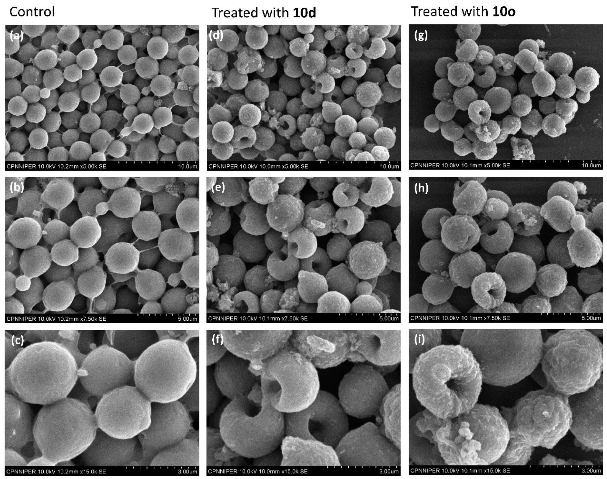 Molecules 28 00087 g006