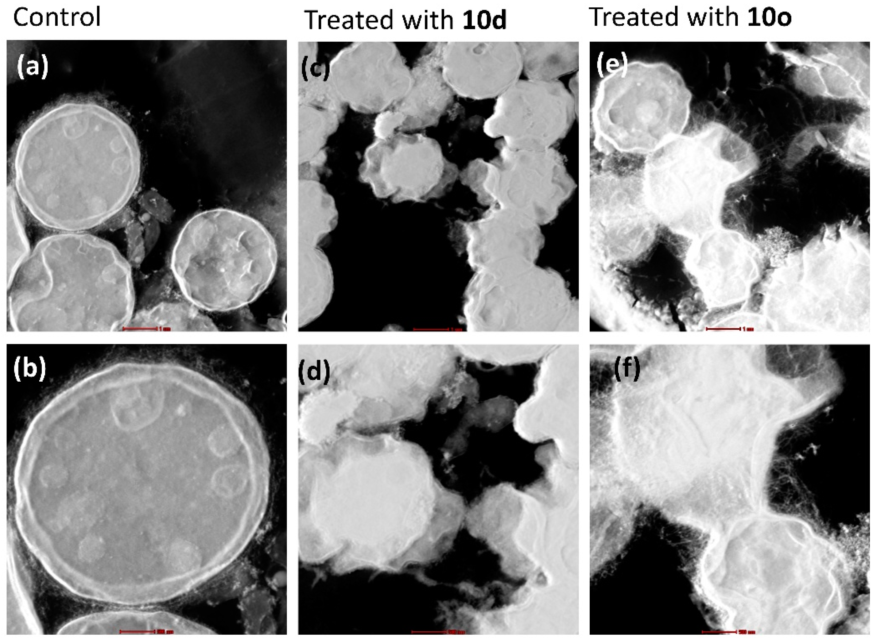 Molecules 28 00087 g008